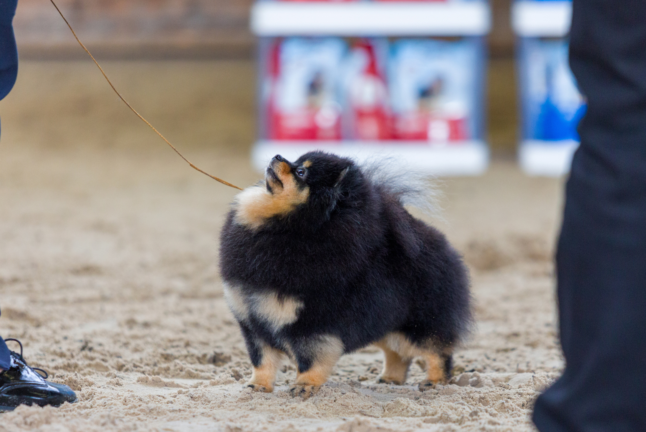 Выставки. Фотограф — анималист Татьяна Ли