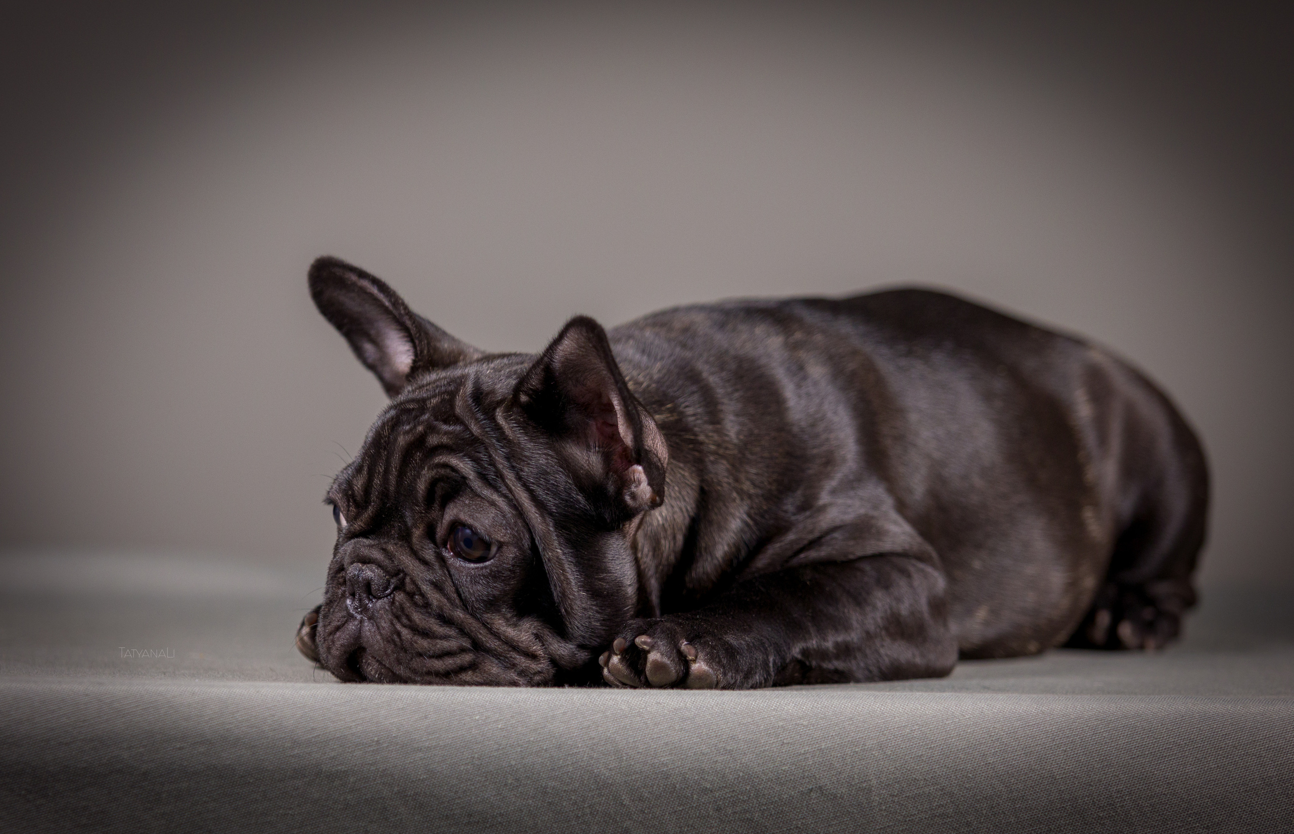 Французкий бульдог. Фотограф — анималист Татьяна Ли