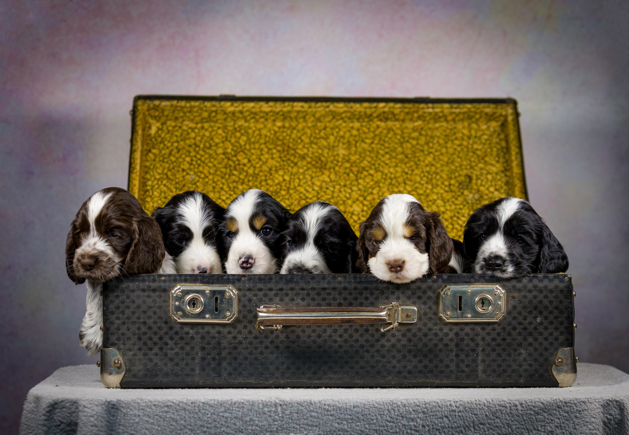 Английский кокер-спаниель. Фотограф — анималист Татьяна Ли