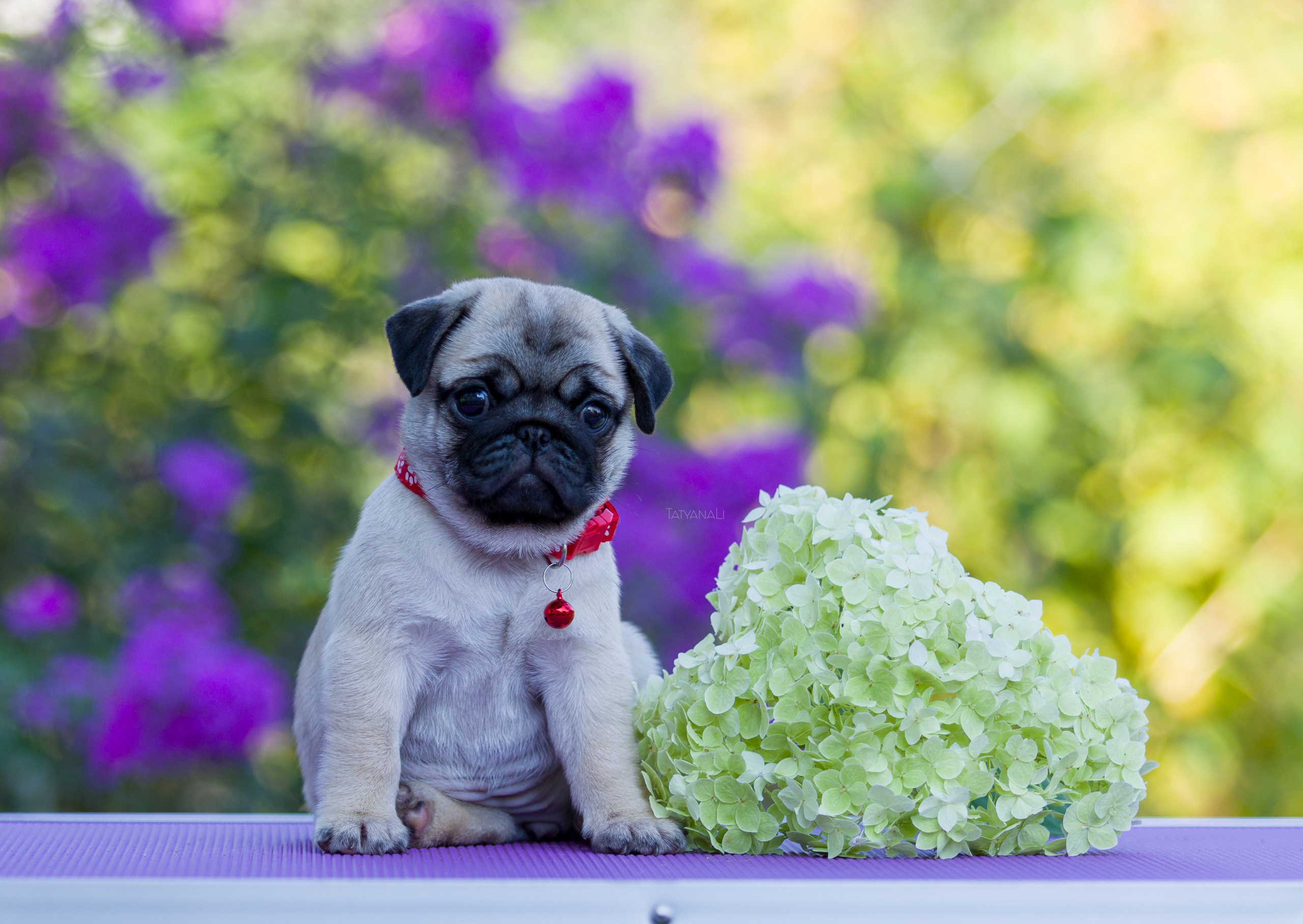 Мопс. Фотограф — анималист Татьяна Ли