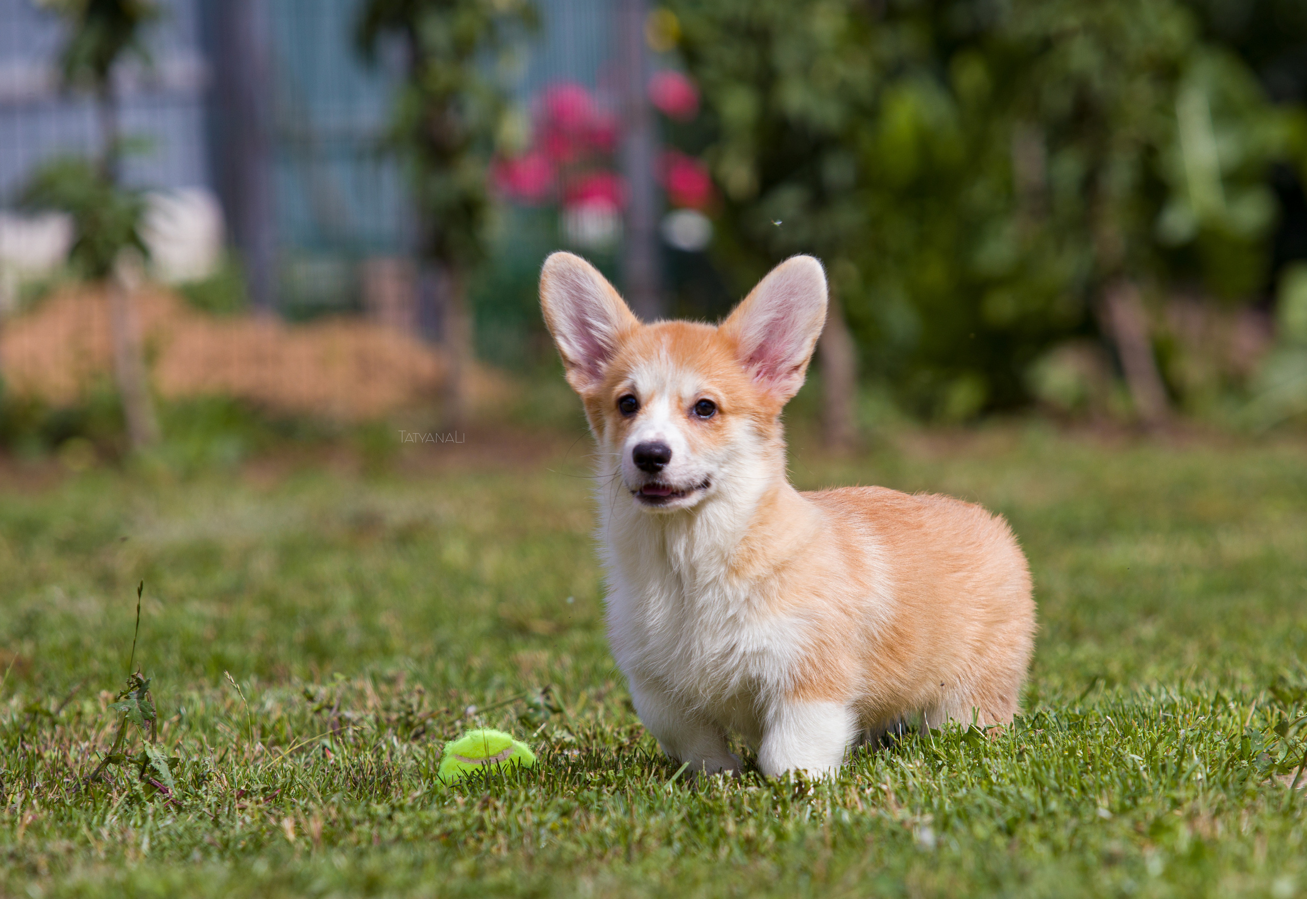 Вельш-корги пемброк. Фотограф — анималист Татьяна Ли