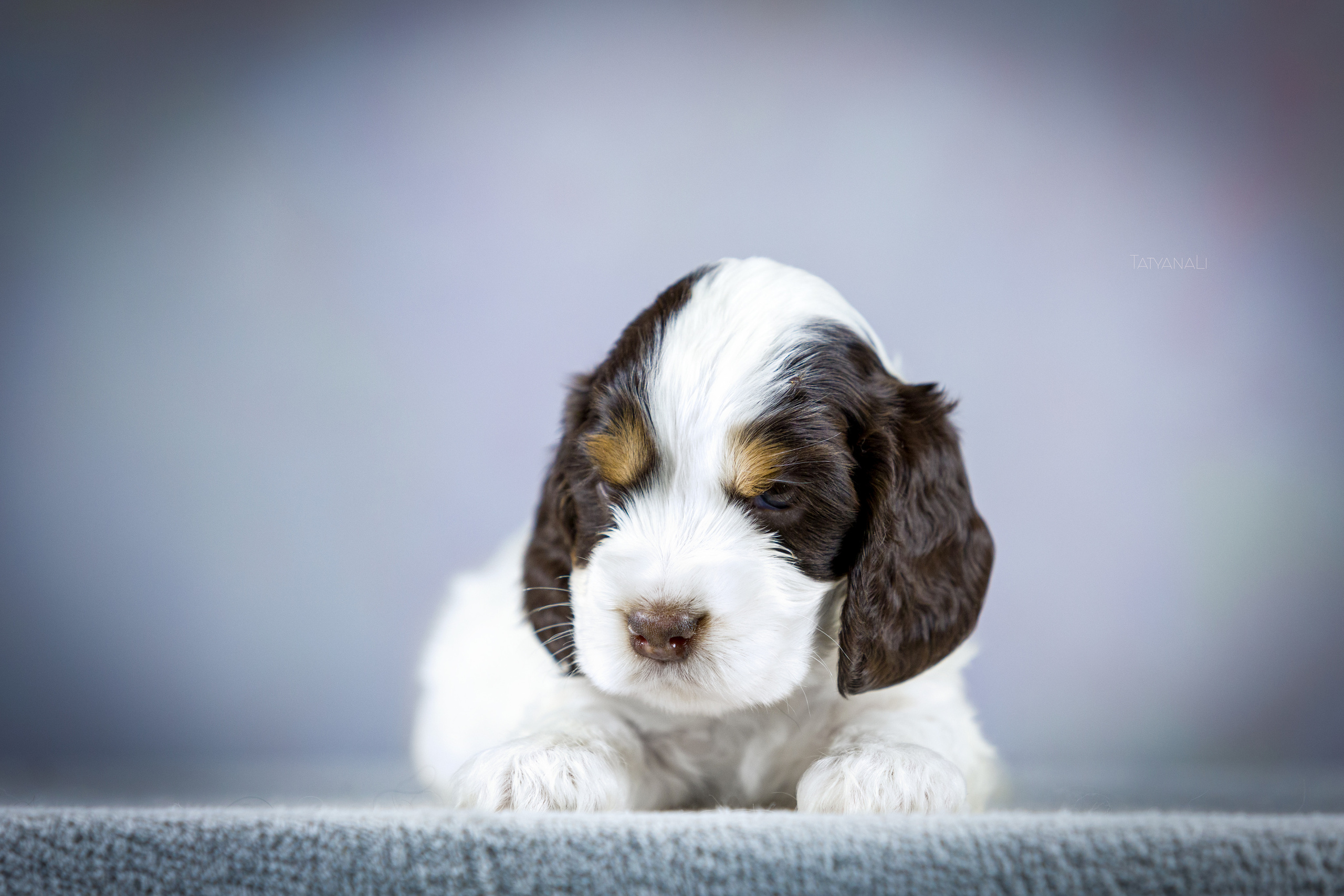 Английский кокер-спаниель. Фотограф — анималист Татьяна Ли