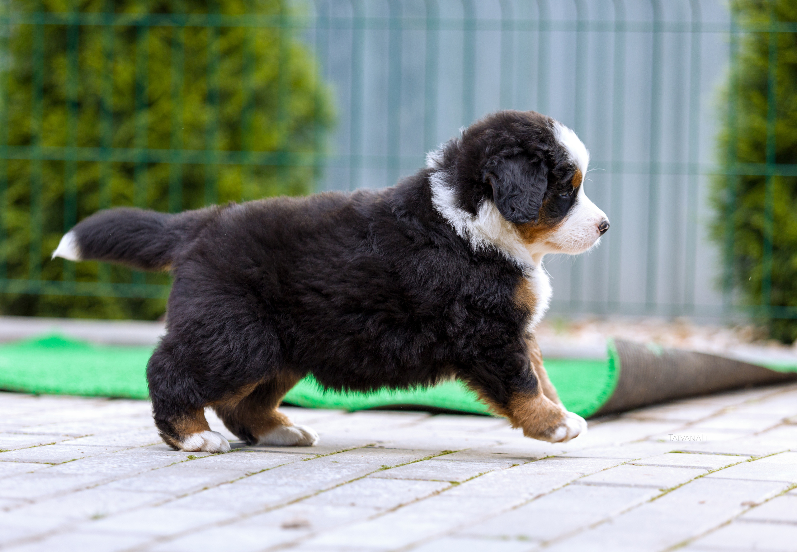 Бернский зенненхунд. Фотограф — анималист Татьяна Ли