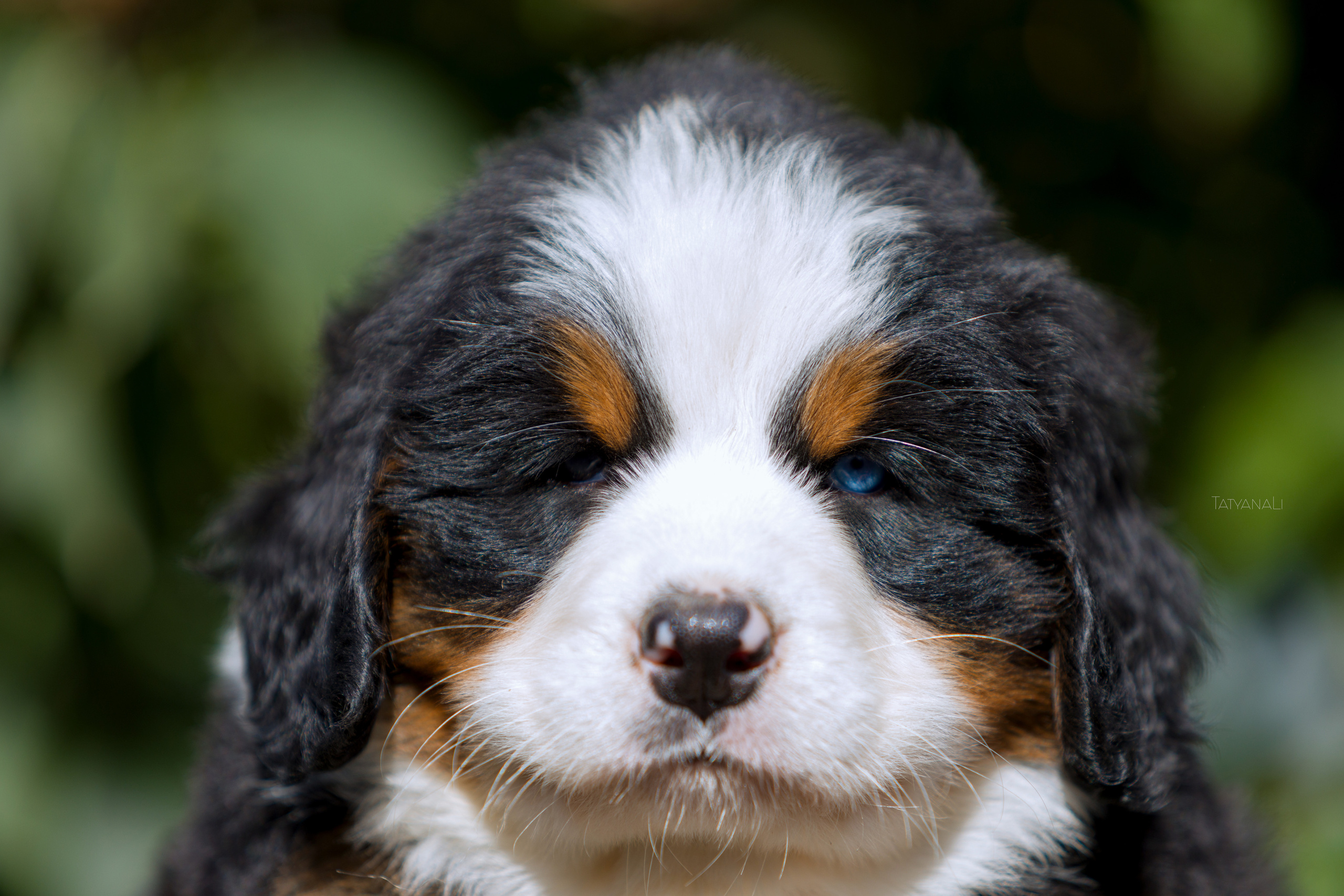 Бернский зенненхунд. Фотограф — анималист Татьяна Ли
