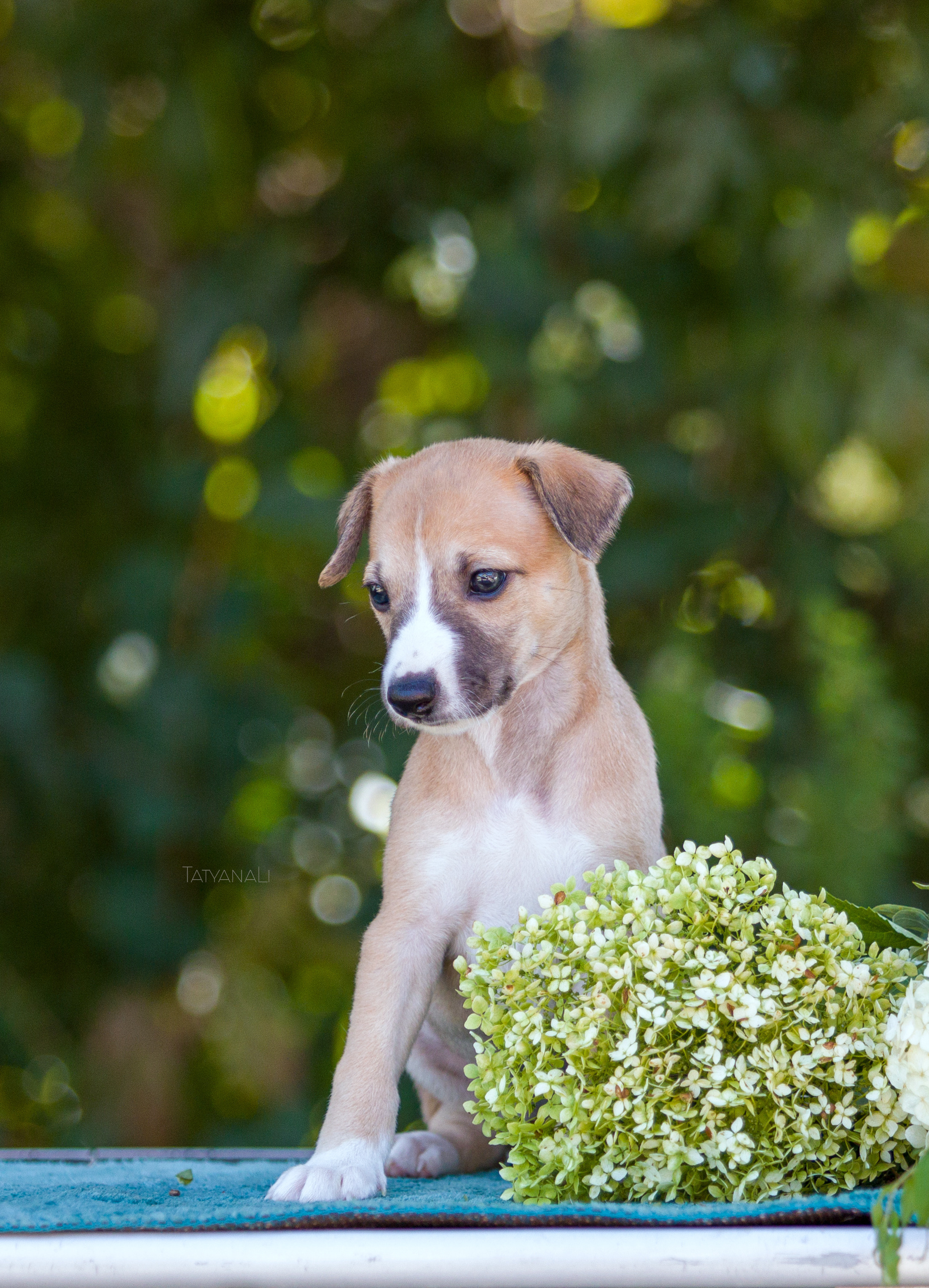 Уиппет. Фотограф — анималист Татьяна Ли