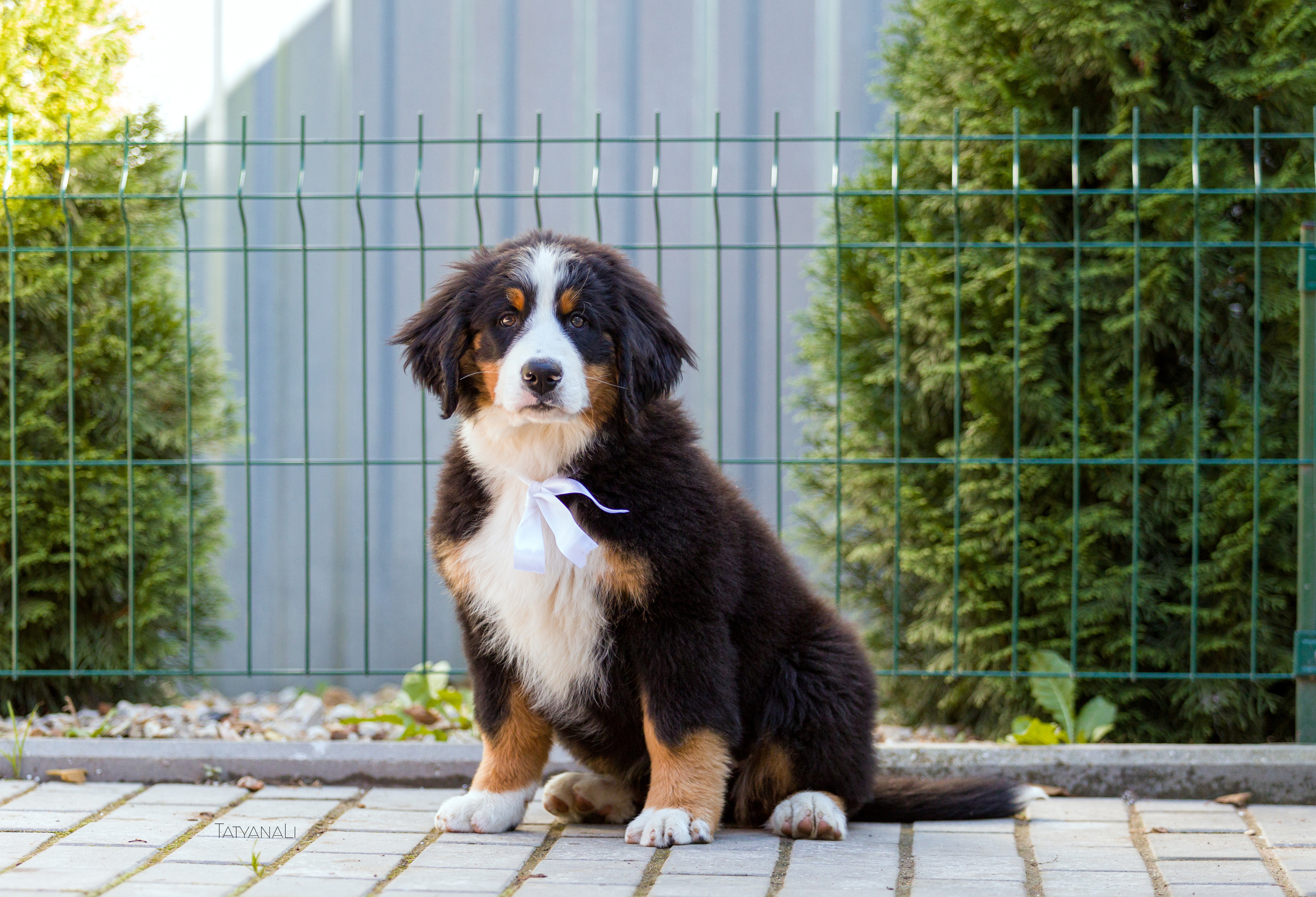 Ассорти. Фотограф — анималист Татьяна Ли