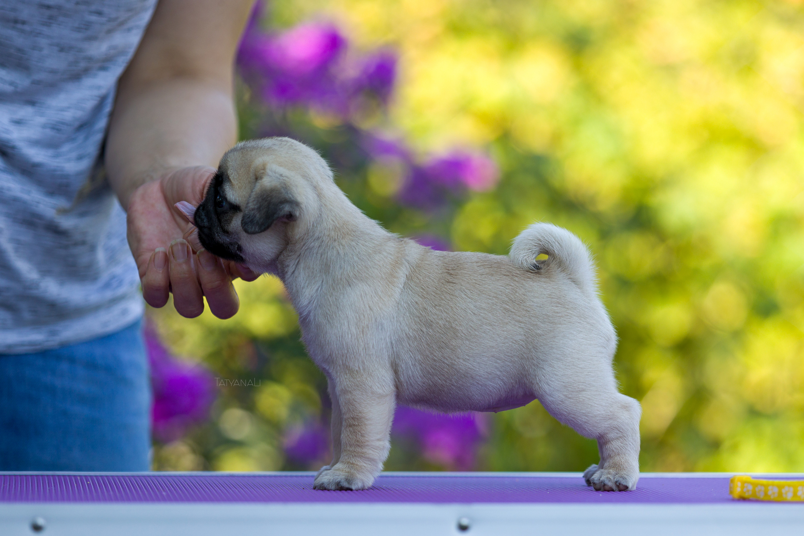 Мопс. Фотограф — анималист Татьяна Ли
