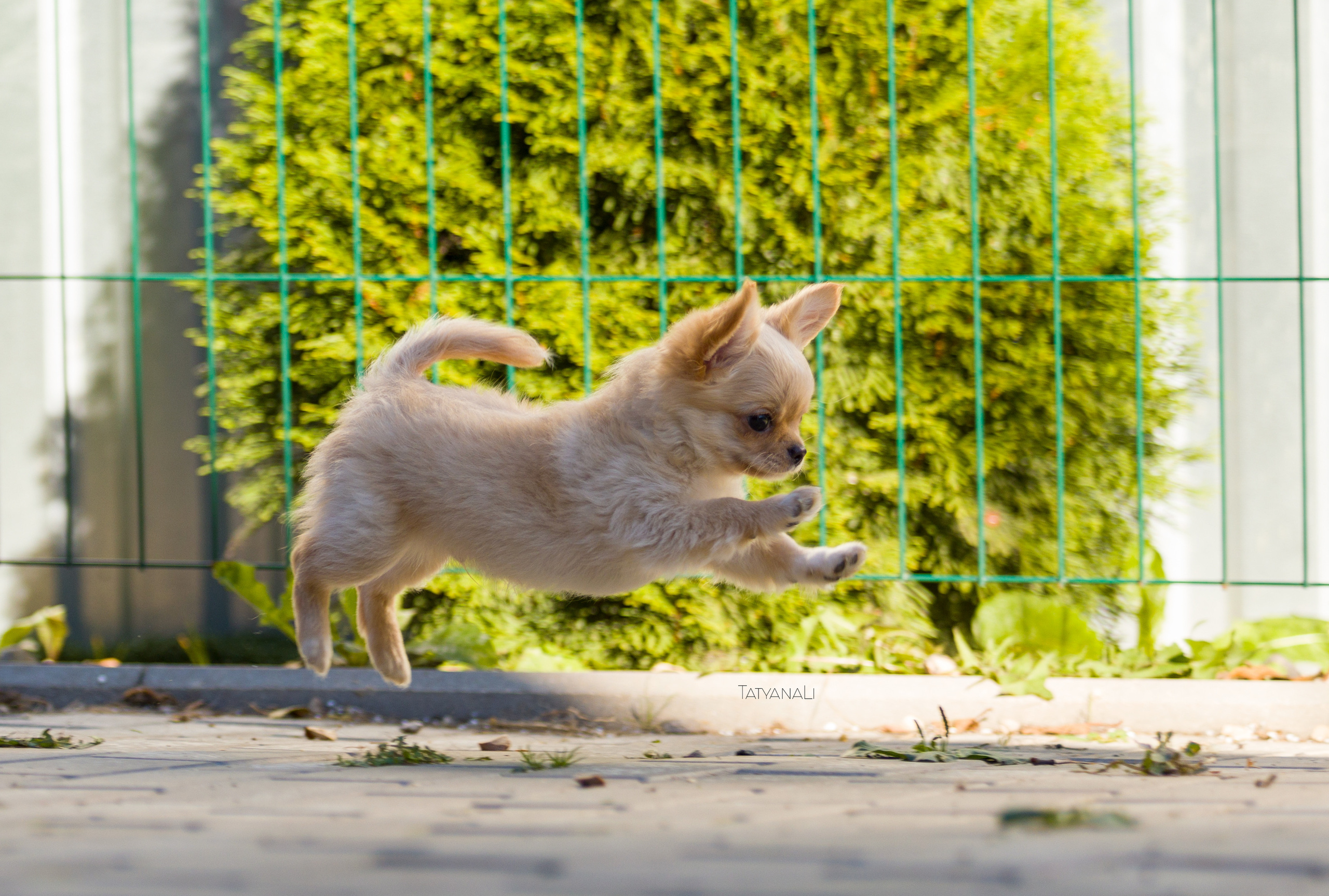 Ассорти. Фотограф — анималист Татьяна Ли