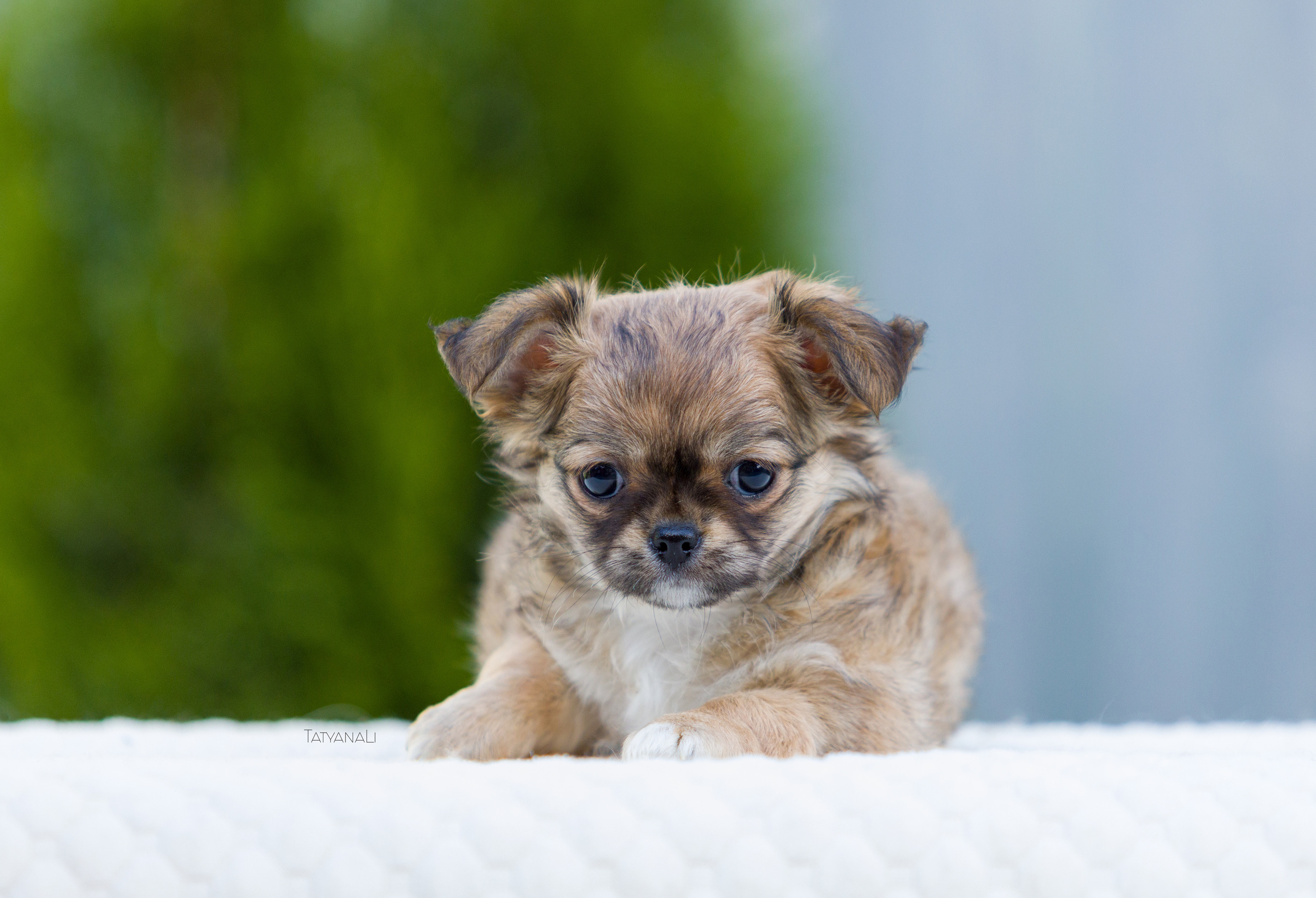 Чихуахуа дш. Фотограф — анималист Татьяна Ли