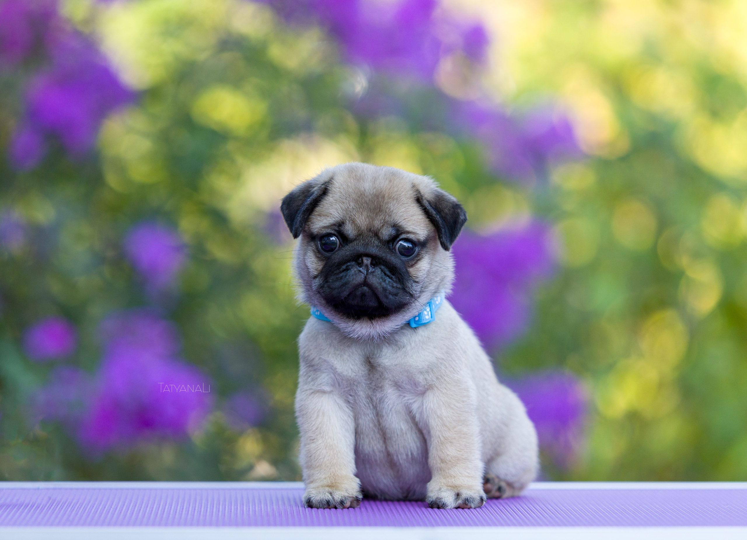 Мопс. Фотограф — анималист Татьяна Ли