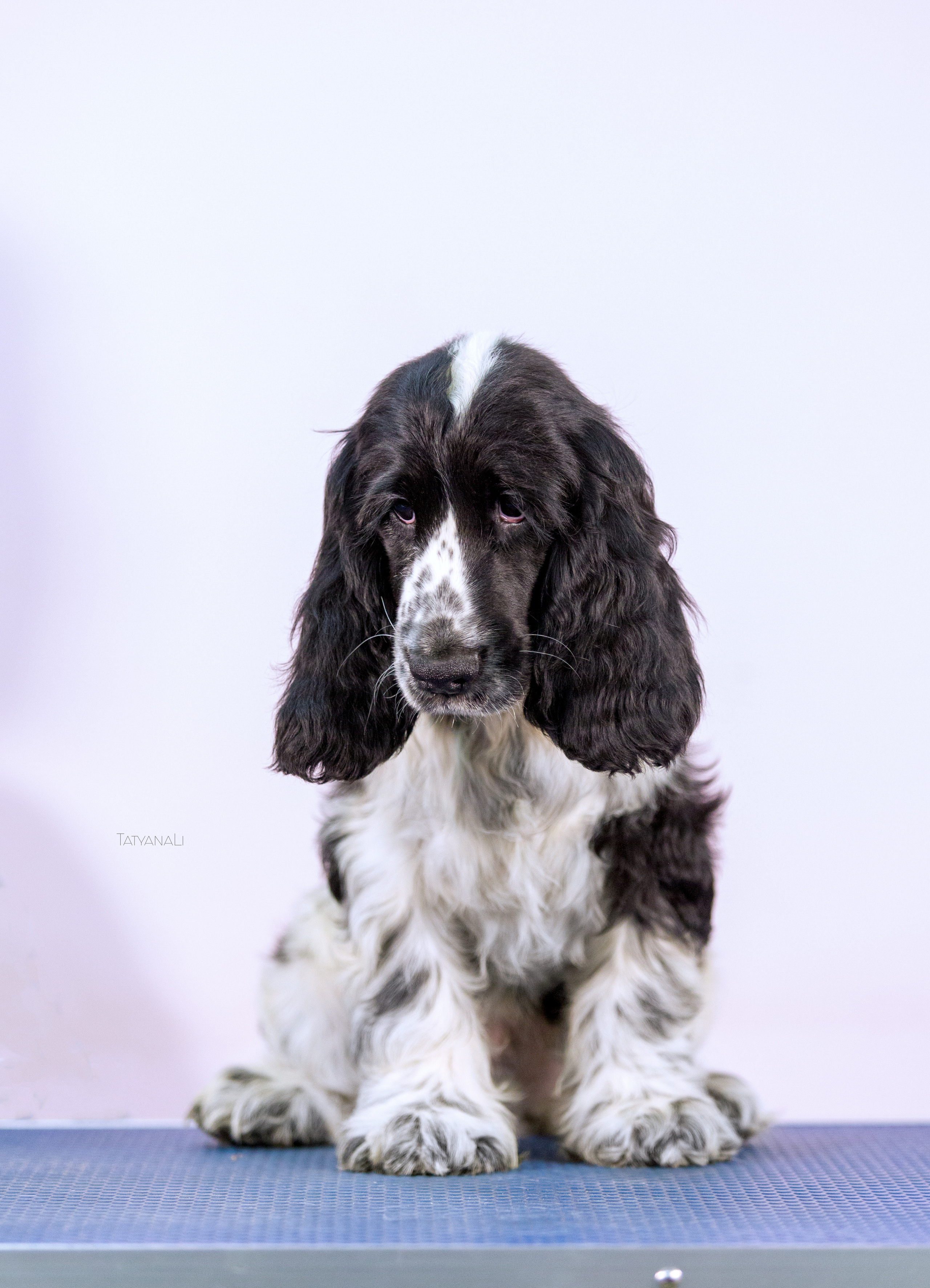 Английский кокер-спаниель. Фотограф — анималист Татьяна Ли