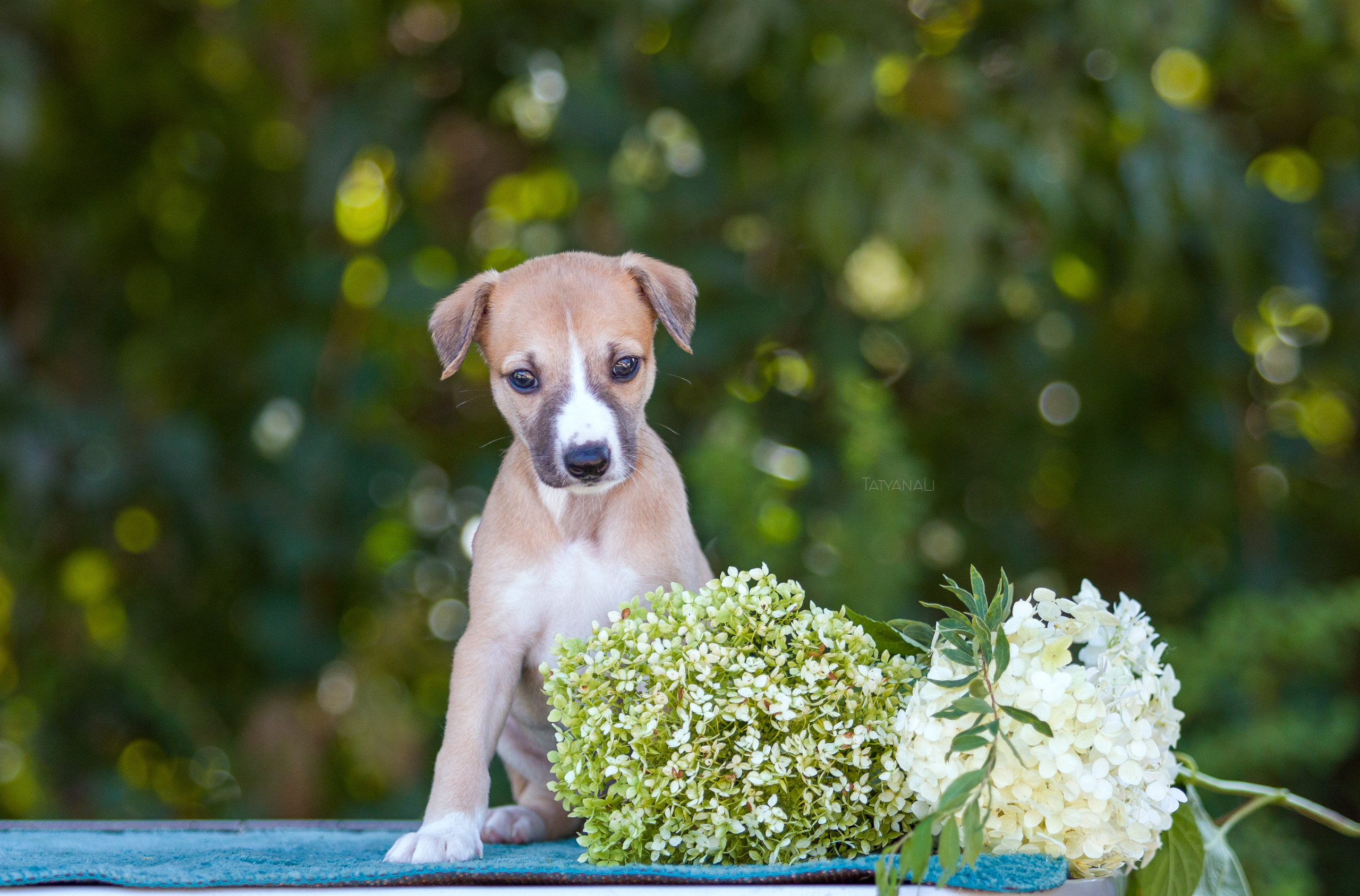 Уиппет. Фотограф — анималист Татьяна Ли
