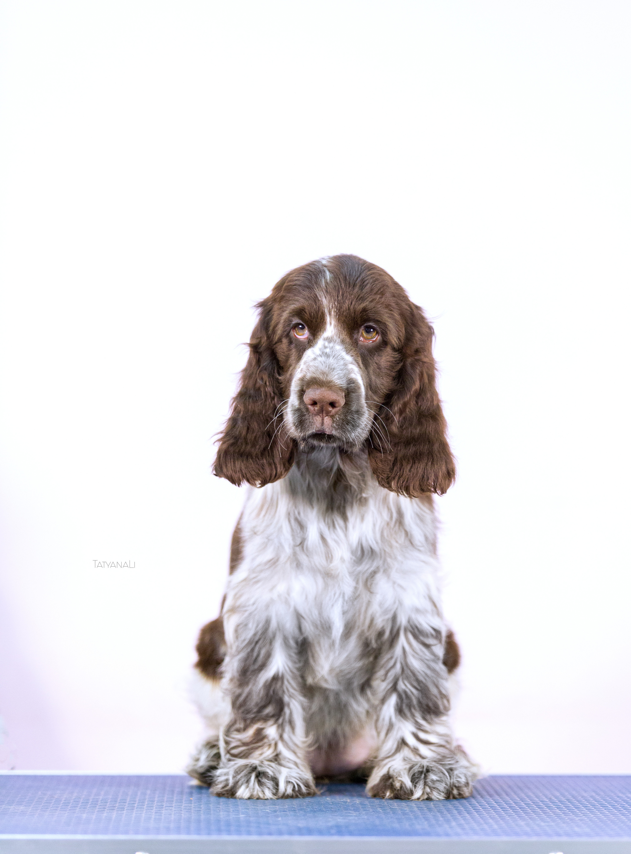 Английский кокер-спаниель. Фотограф — анималист Татьяна Ли