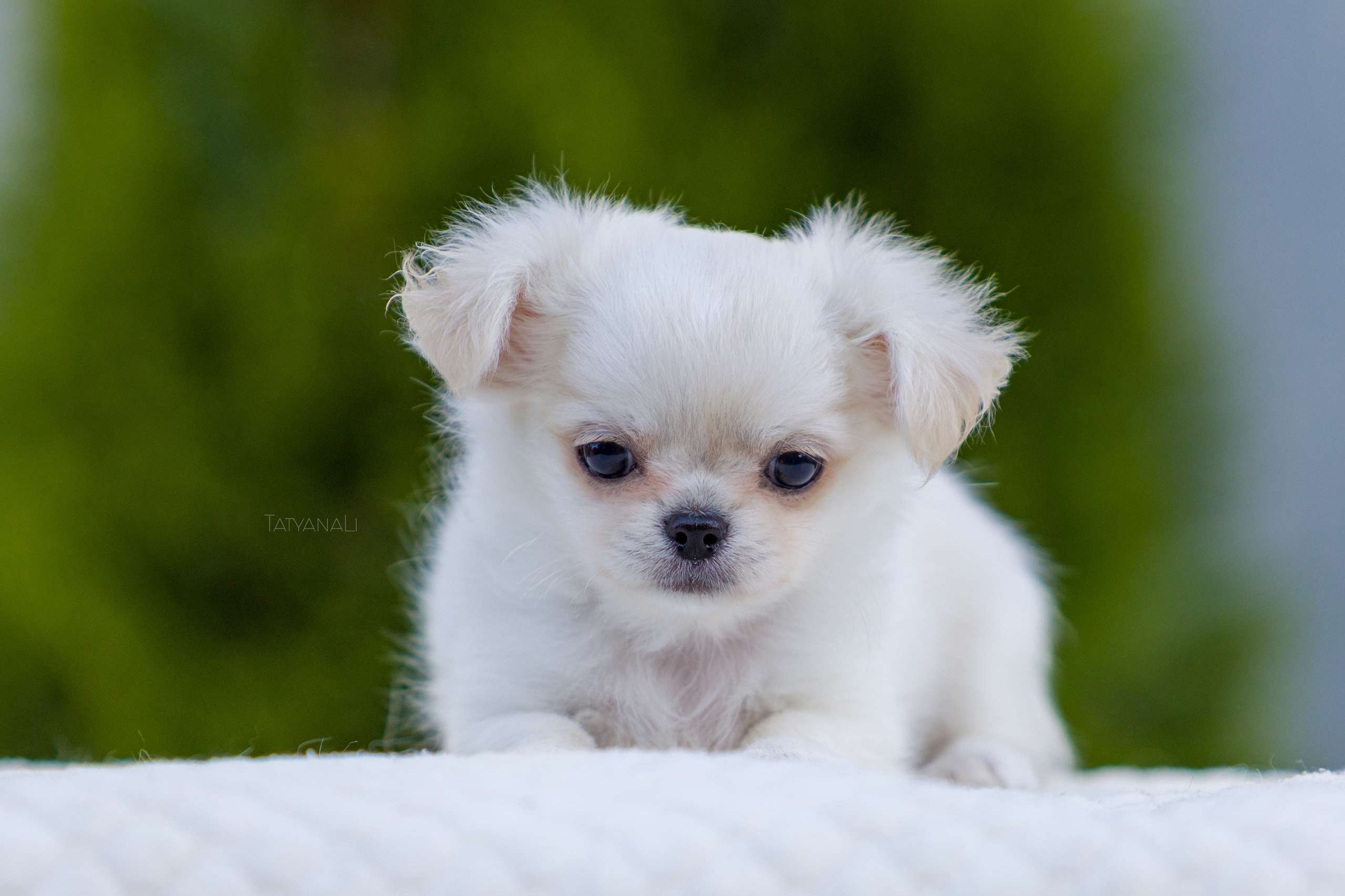 Чихуахуа дш. Фотограф — анималист Татьяна Ли