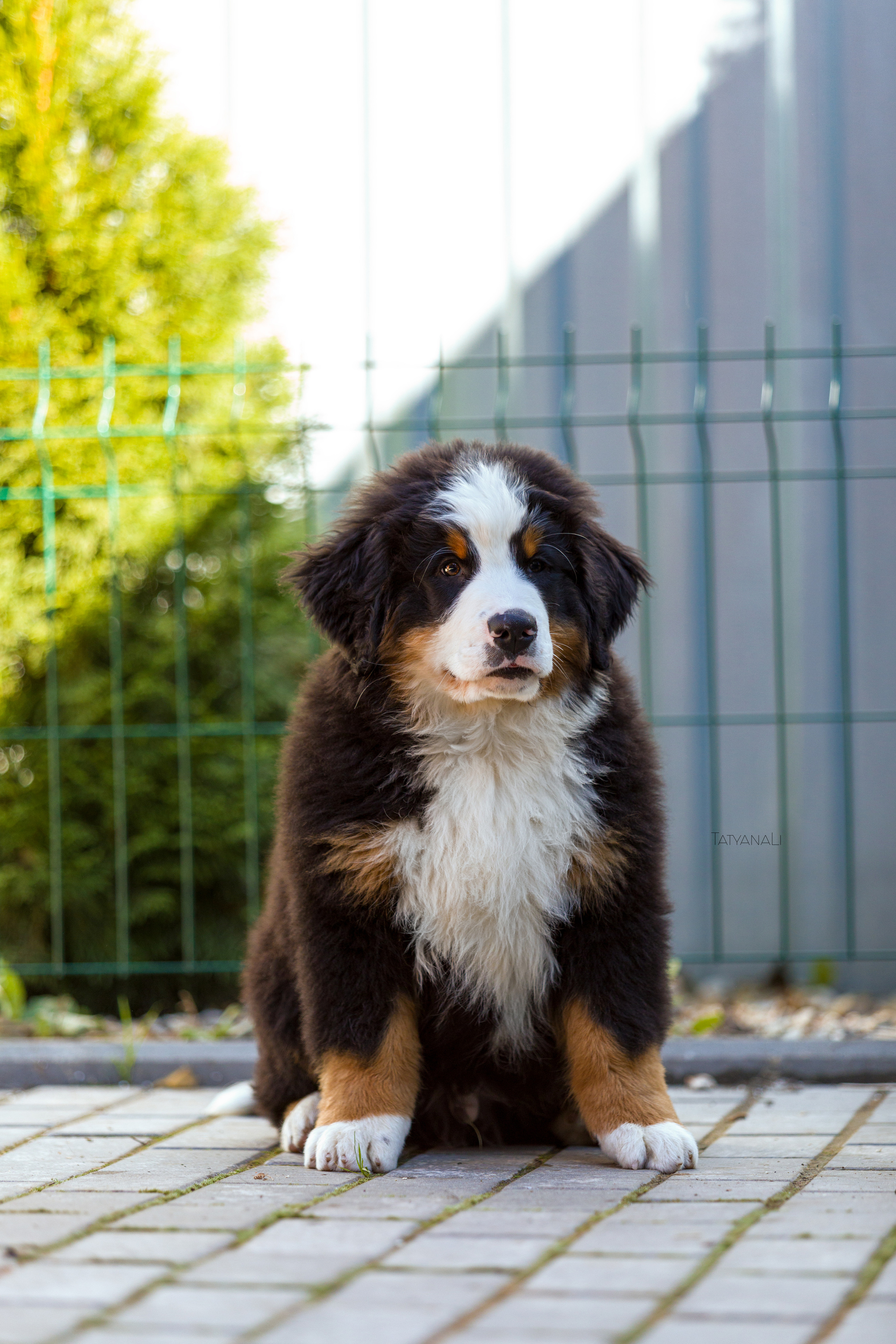 Ассорти. Фотограф — анималист Татьяна Ли