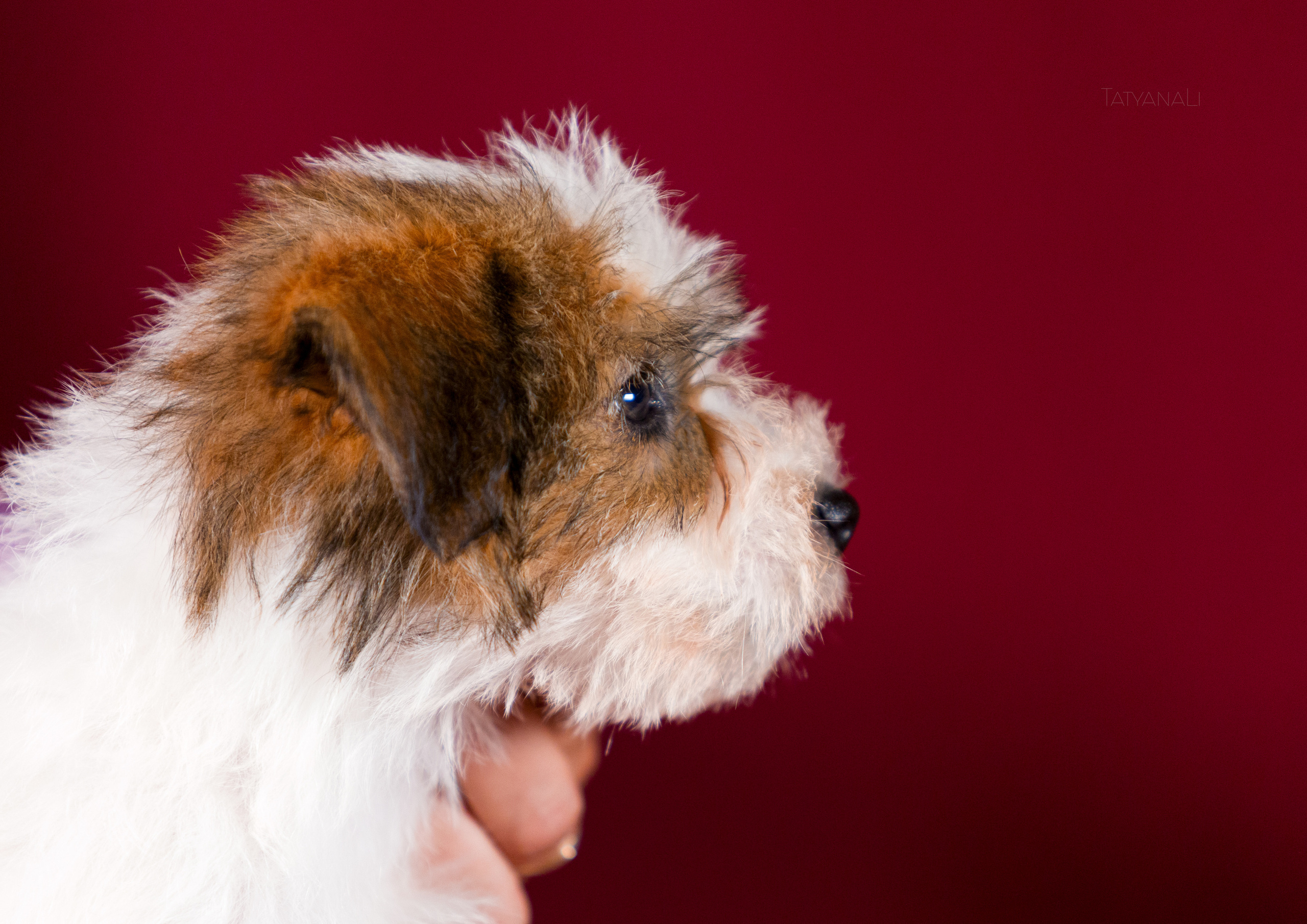 Джек-рассел-терьер. Фотограф — анималист Татьяна Ли