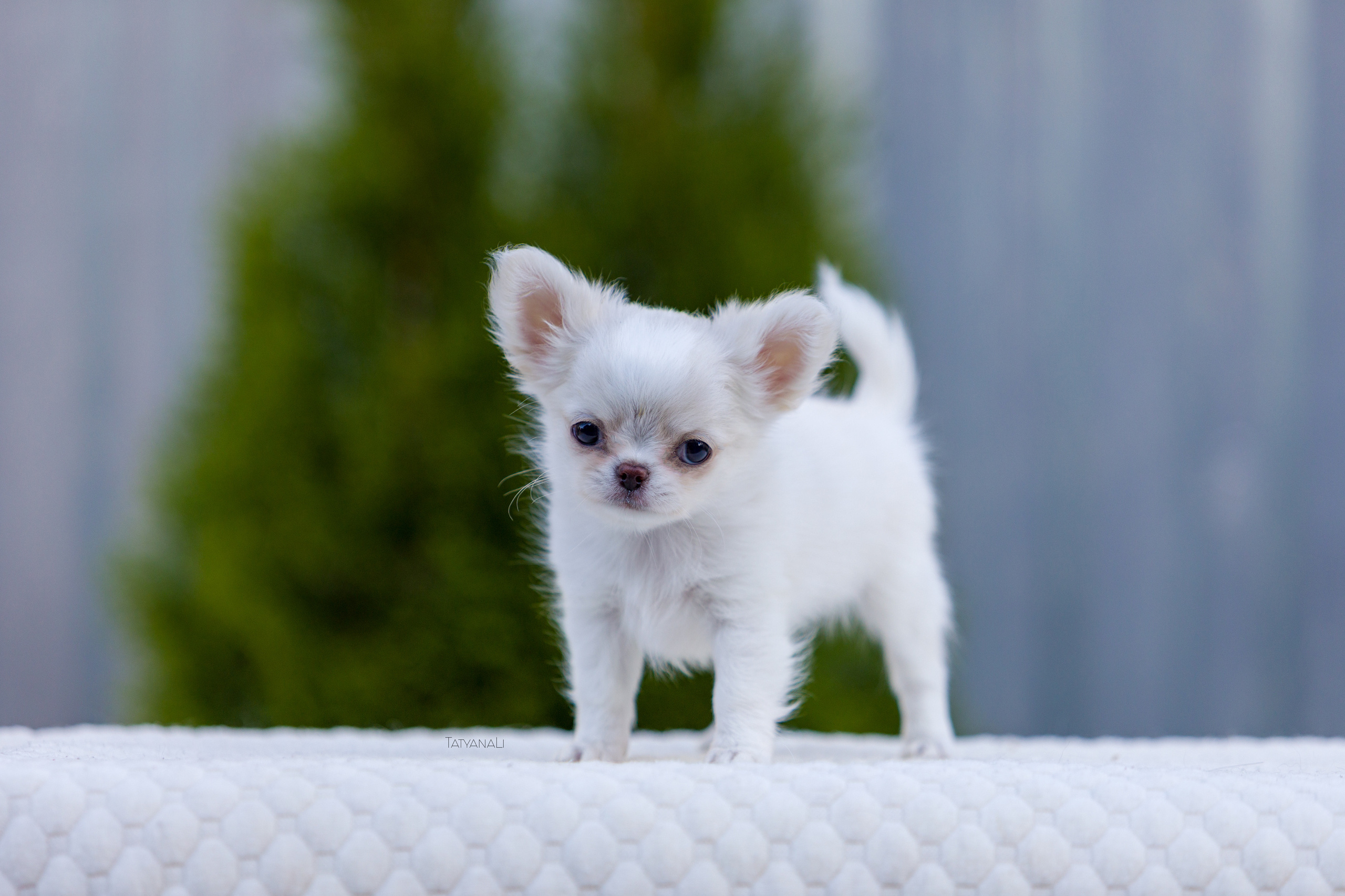 Чихуахуа дш. Фотограф — анималист Татьяна Ли