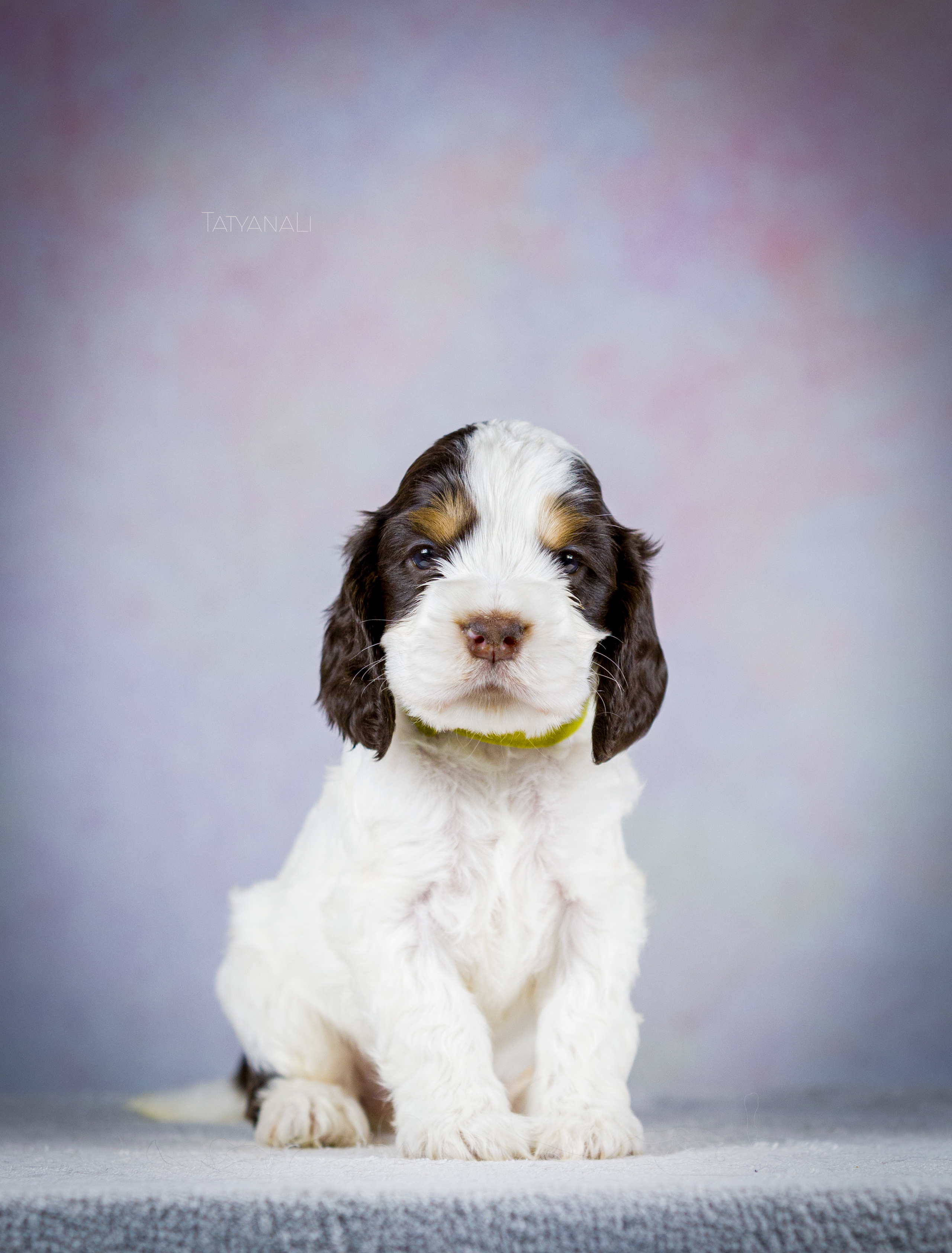 Английский кокер-спаниель. Фотограф — анималист Татьяна Ли