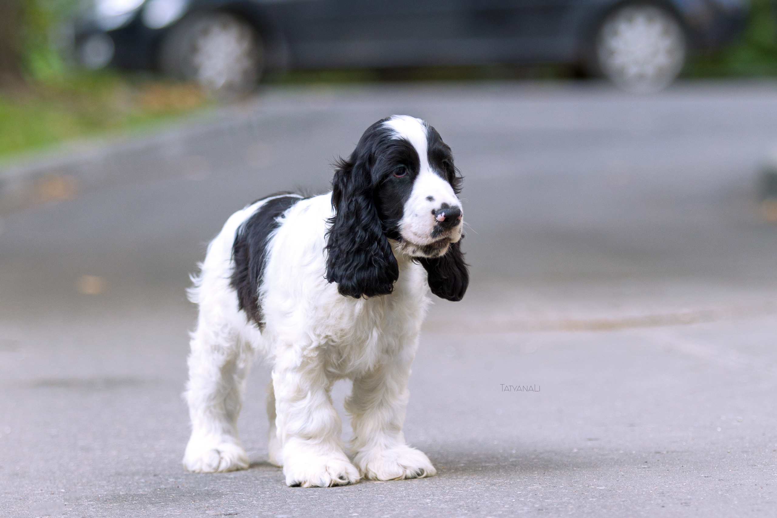 Английский кокер-спаниель. Фотограф — анималист Татьяна Ли