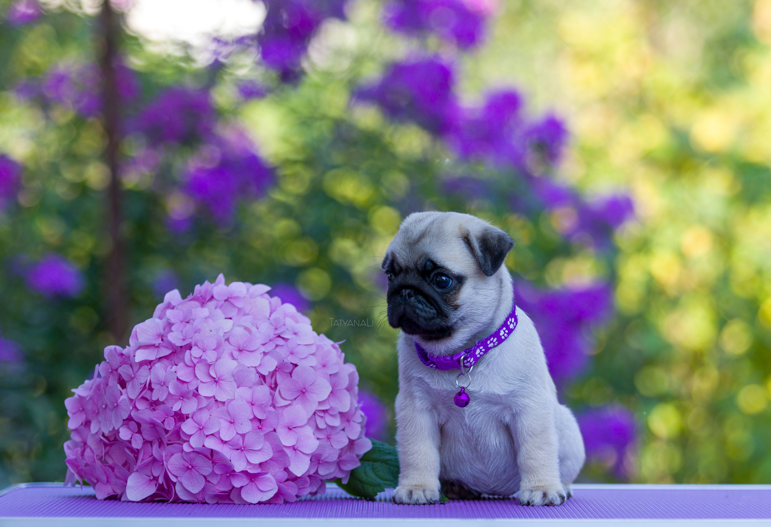 Мопс. Фотограф — анималист Татьяна Ли