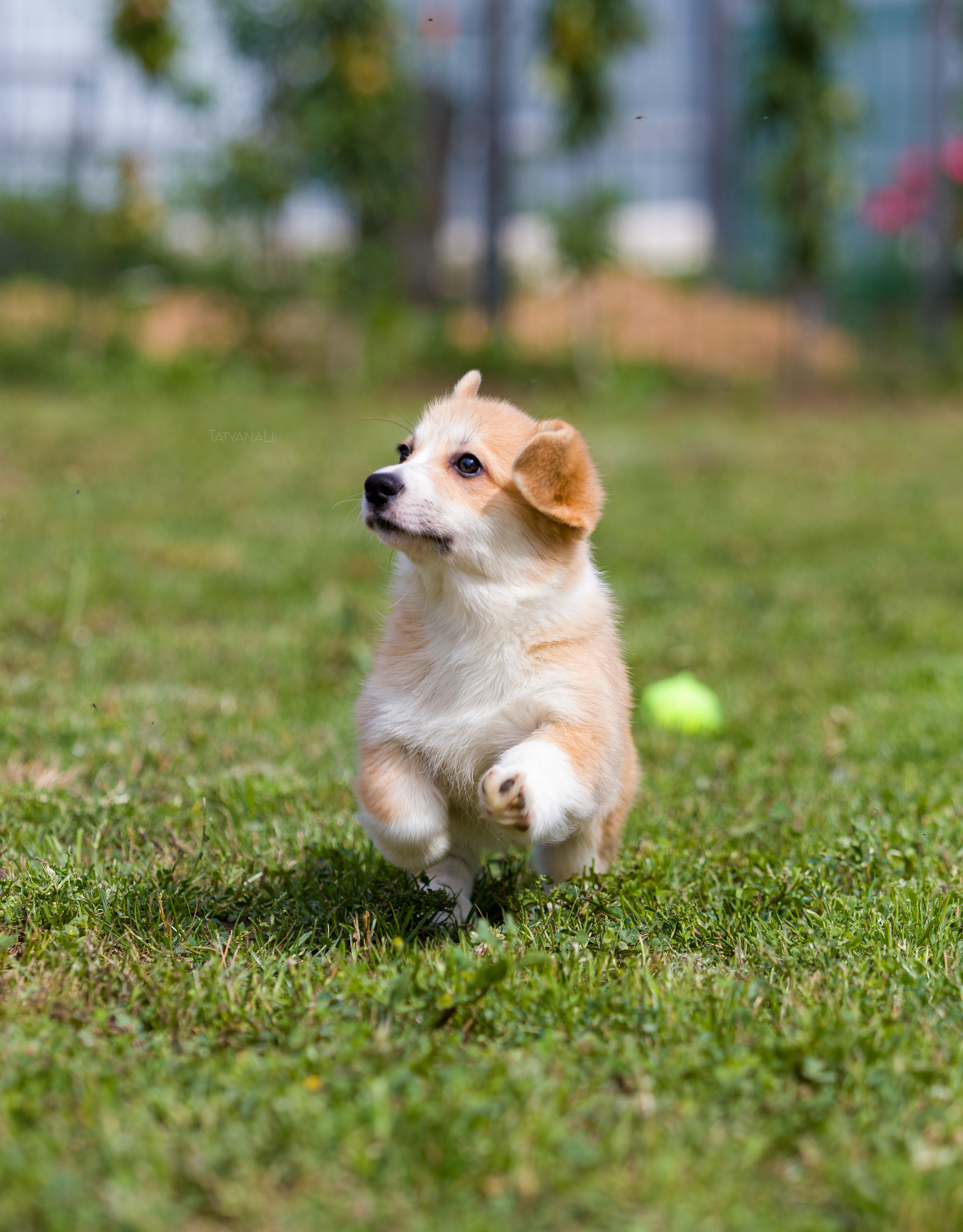 Вельш-корги пемброк. Фотограф — анималист Татьяна Ли