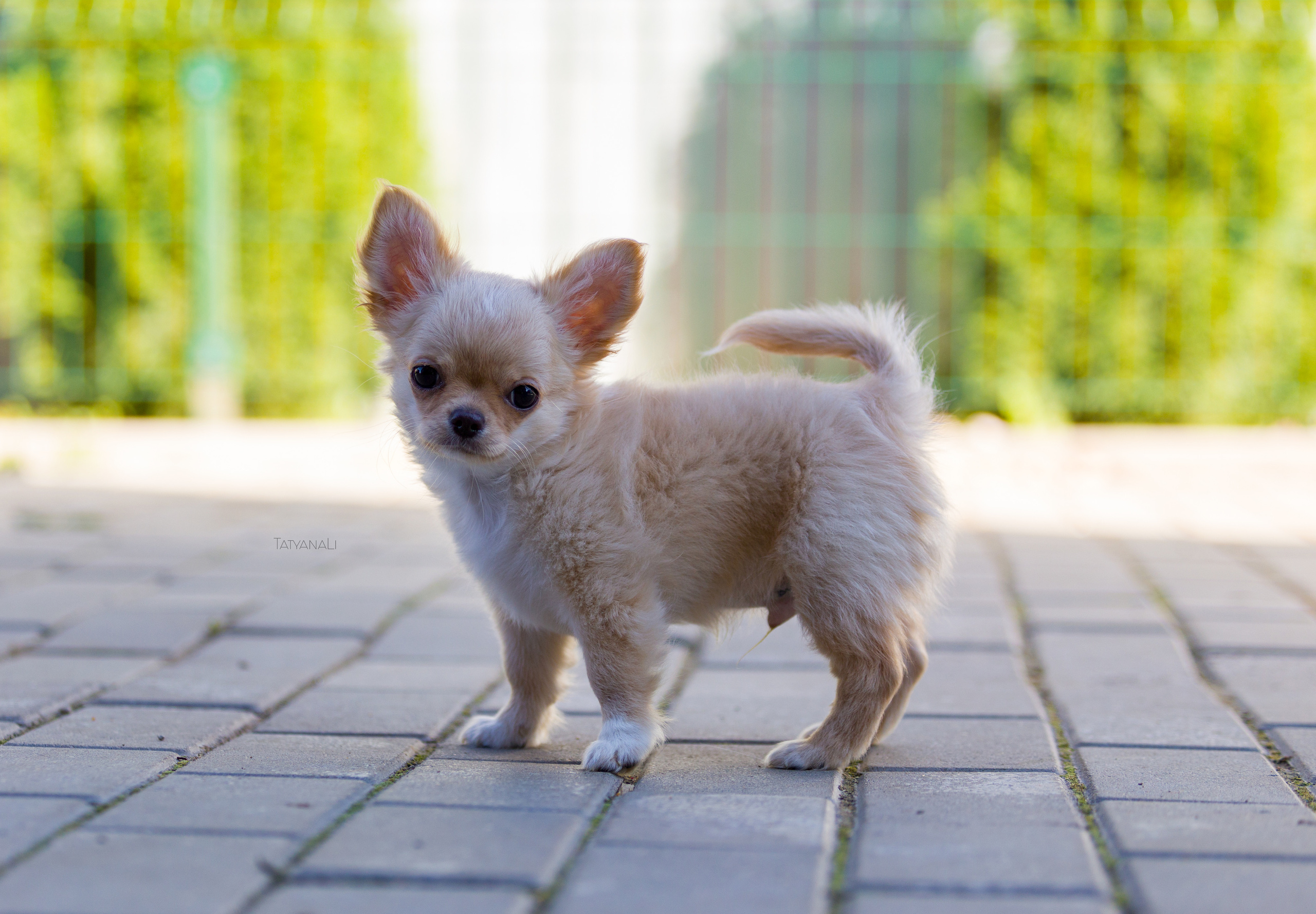 Ассорти. Фотограф — анималист Татьяна Ли