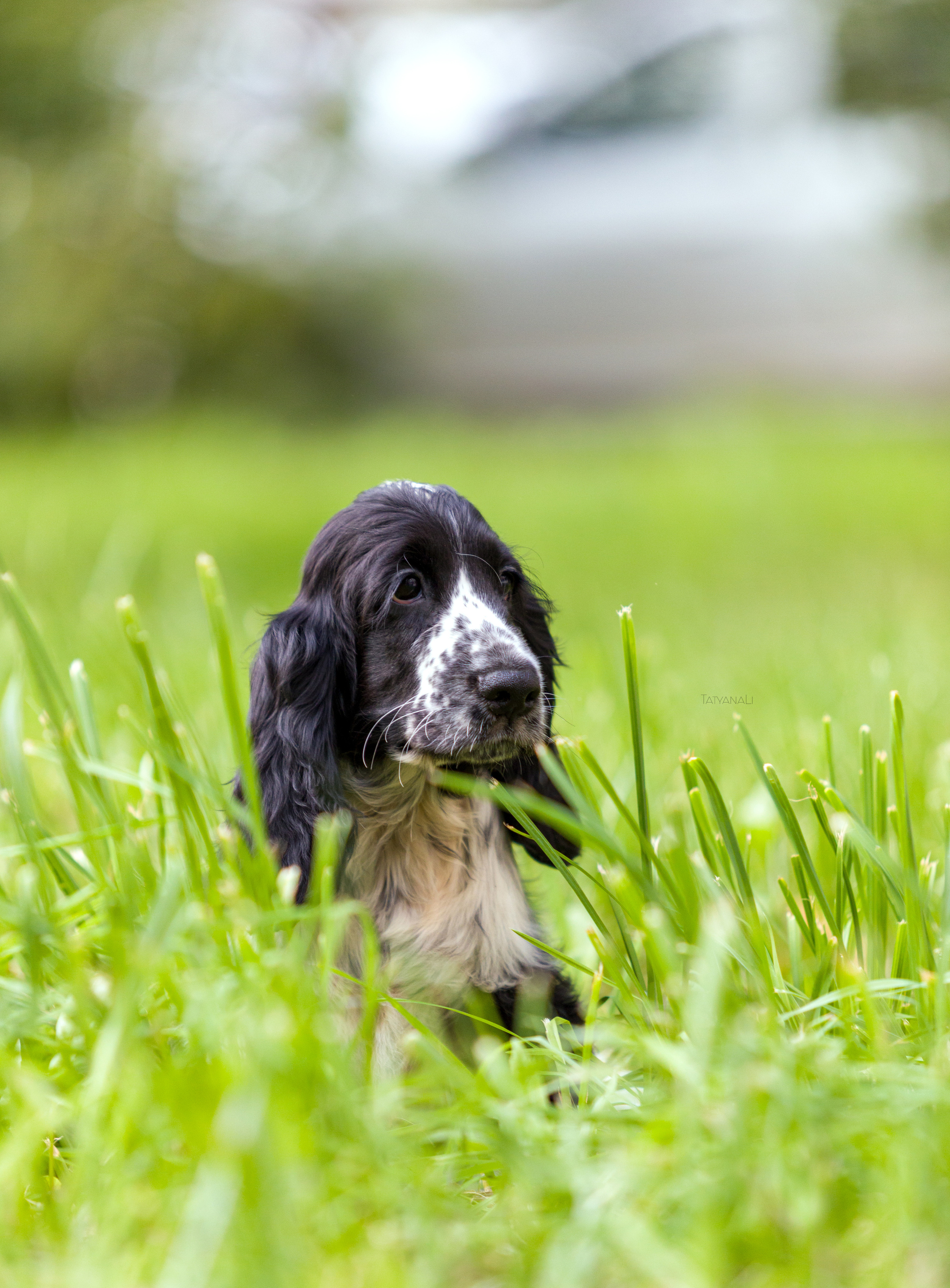 Английский кокер-спаниель. Фотограф — анималист Татьяна Ли