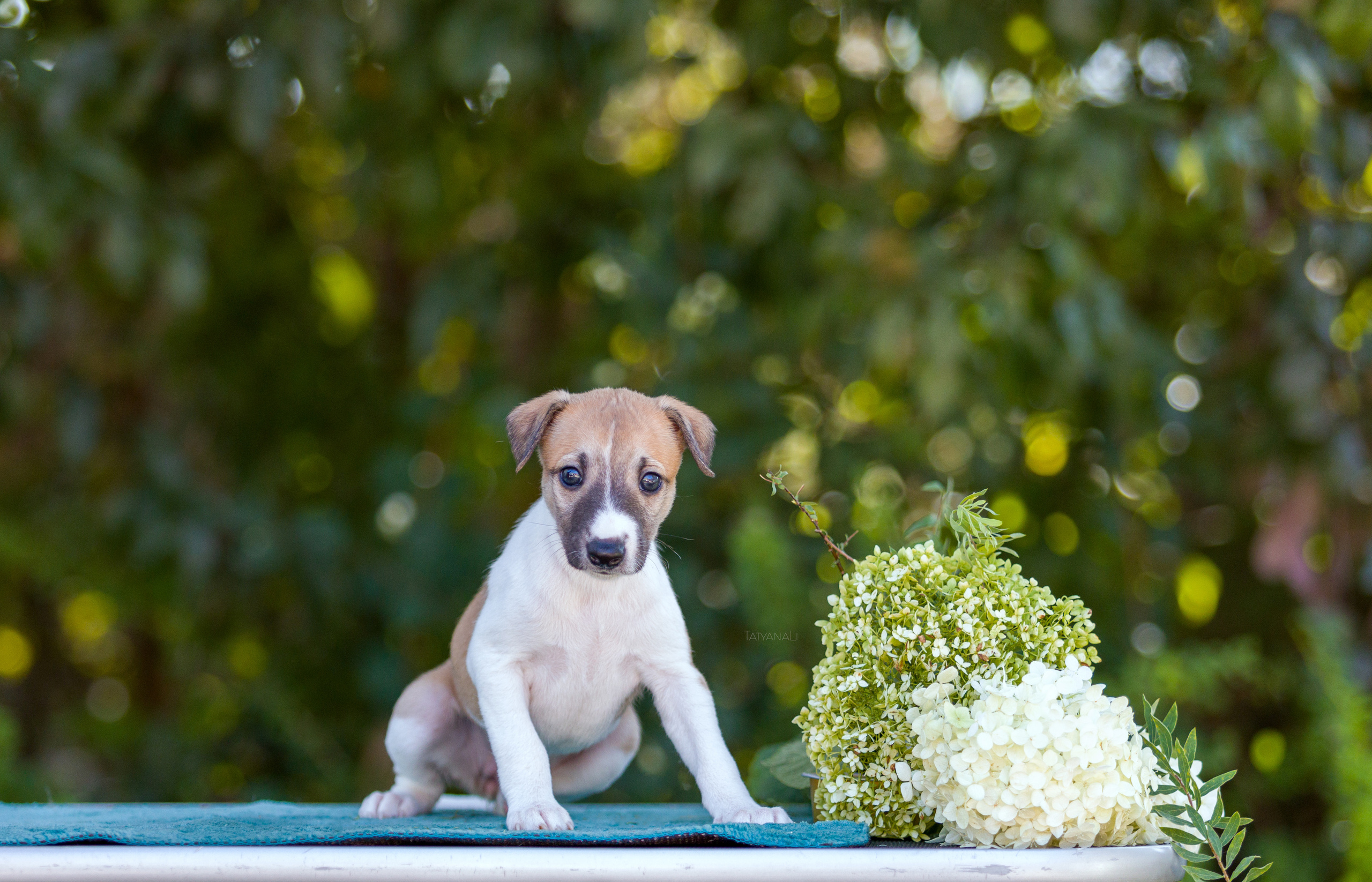 Уиппет. Фотограф — анималист Татьяна Ли