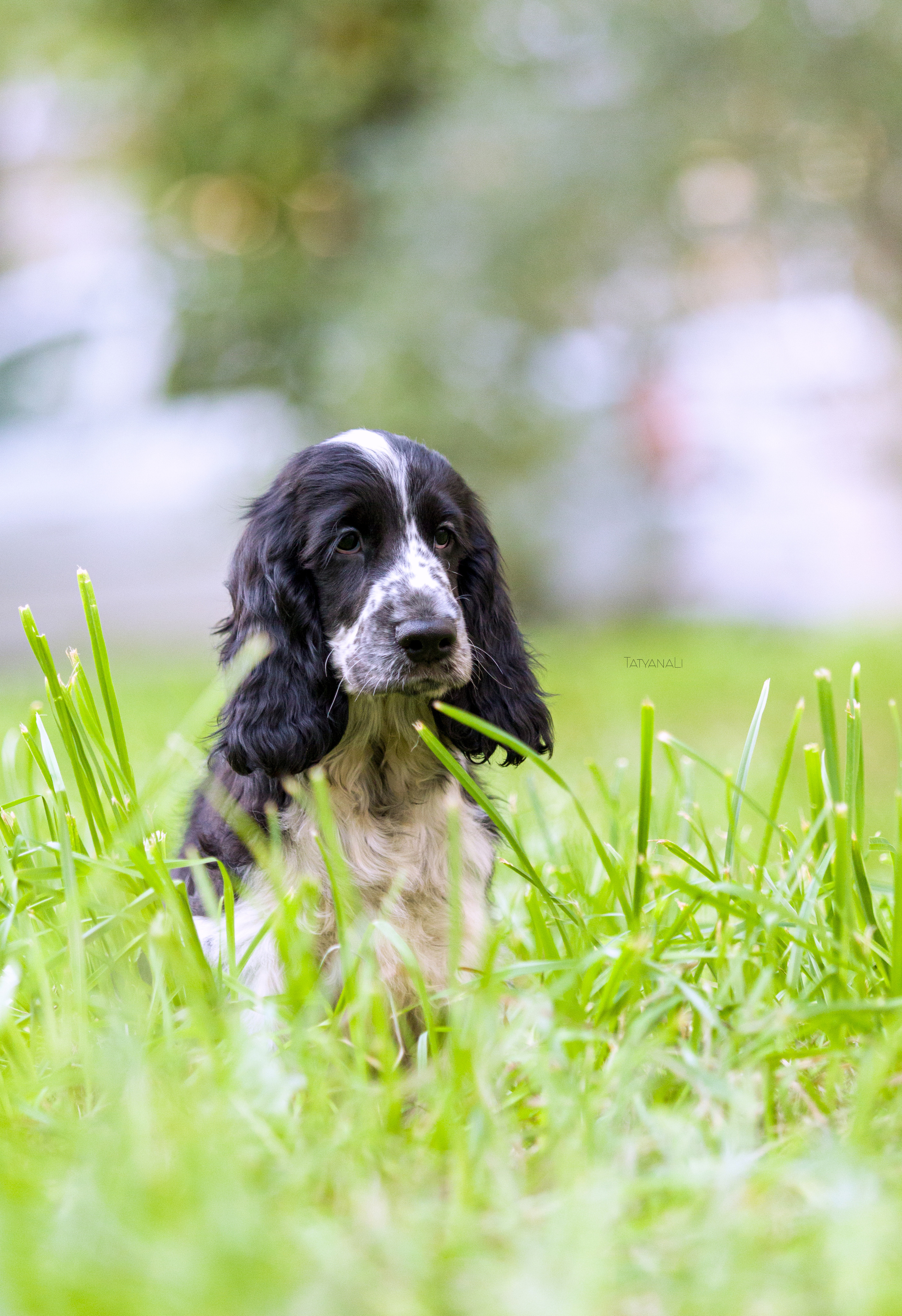 Английский кокер-спаниель. Фотограф — анималист Татьяна Ли