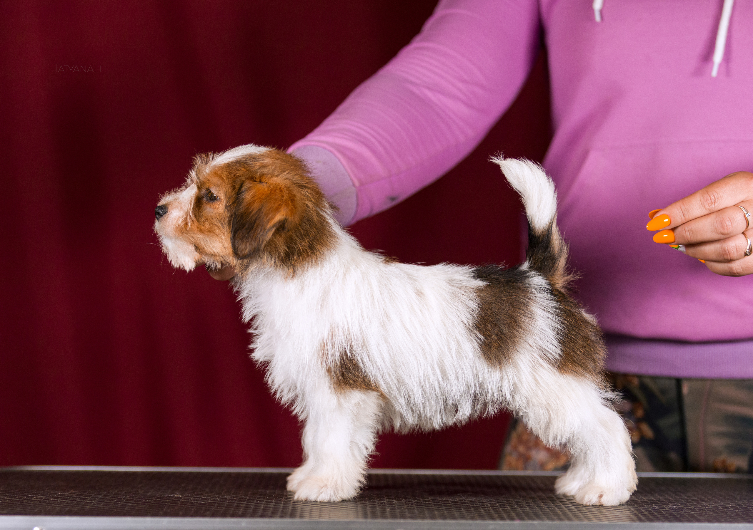 Джек-рассел-терьер. Фотограф — анималист Татьяна Ли
