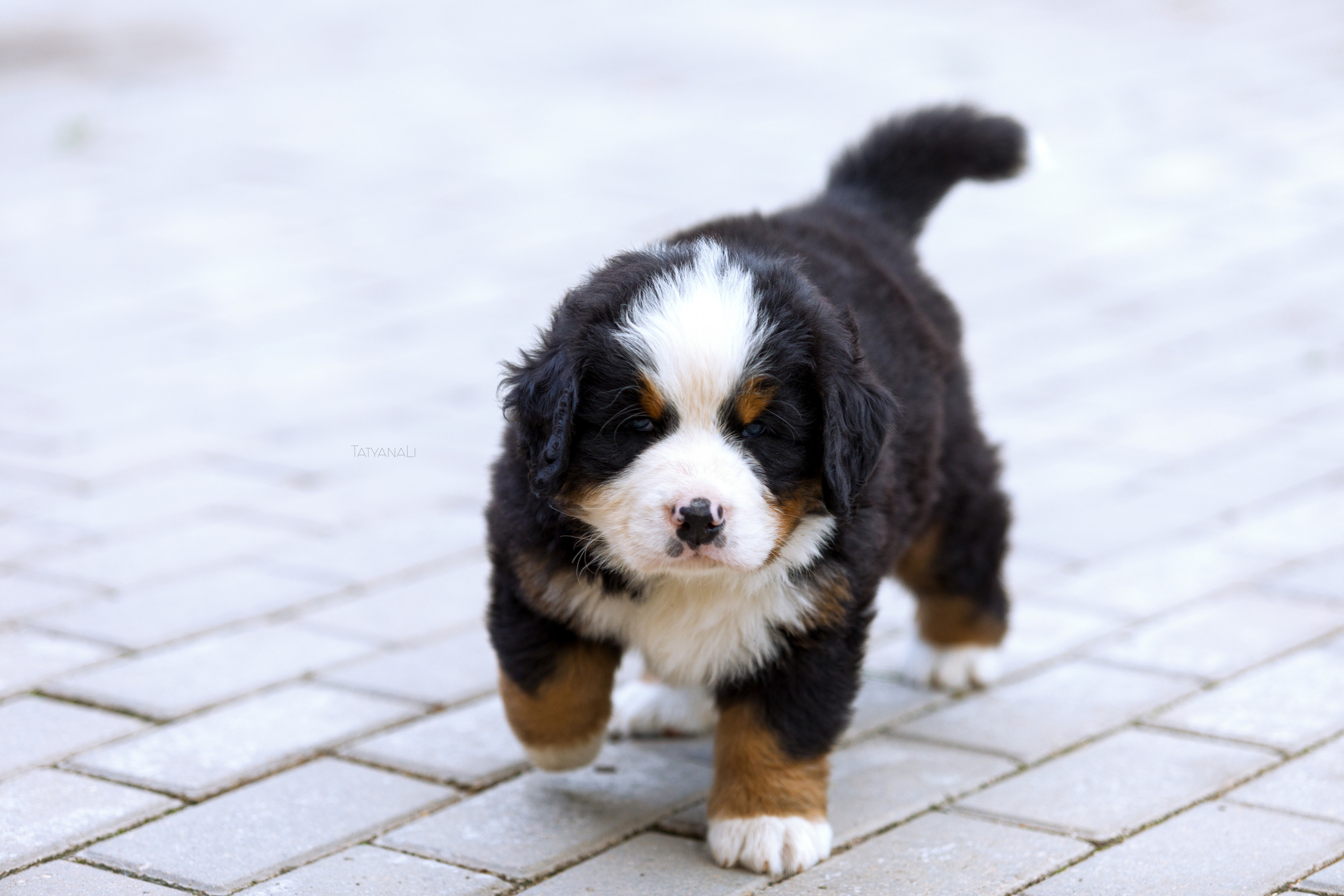 Бернский зенненхунд. Фотограф — анималист Татьяна Ли