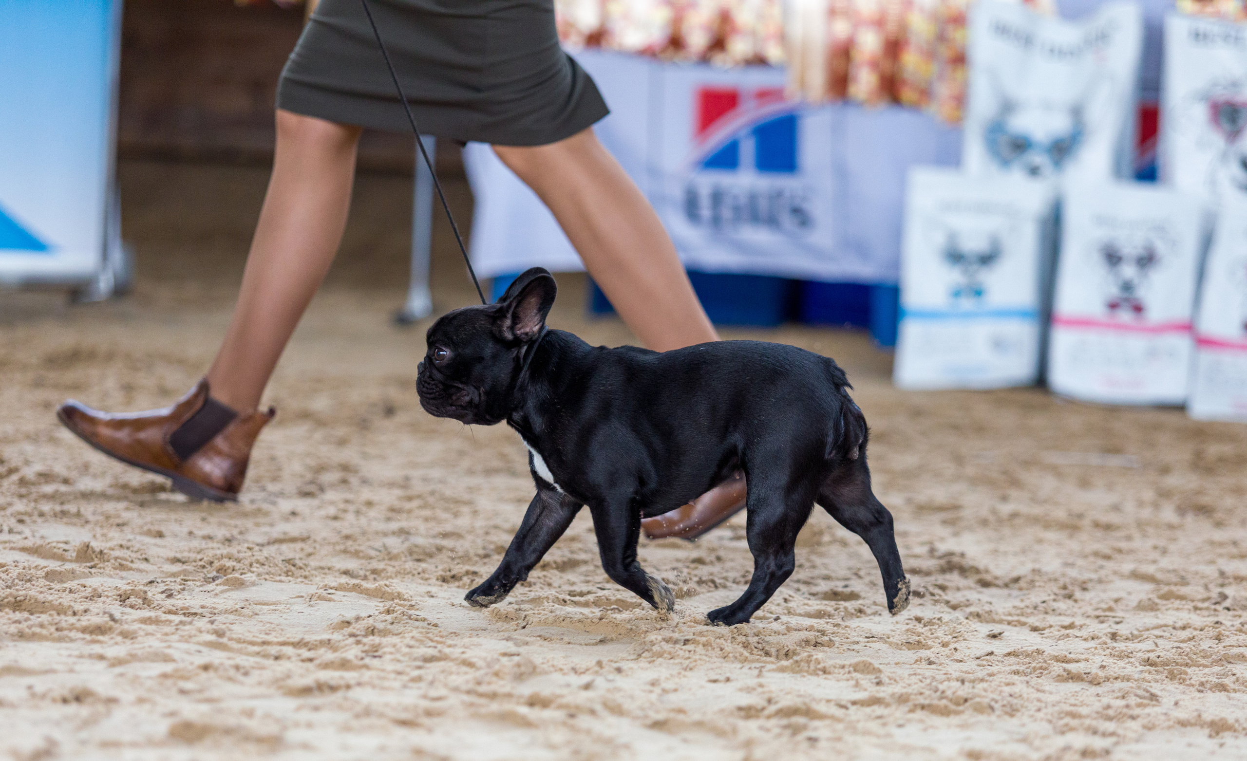 Выставки. Фотограф — анималист Татьяна Ли