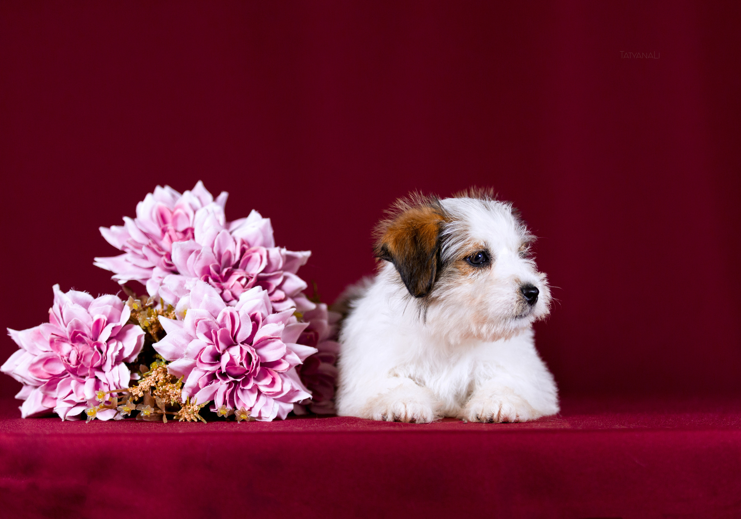 Джек-рассел-терьер. Фотограф — анималист Татьяна Ли
