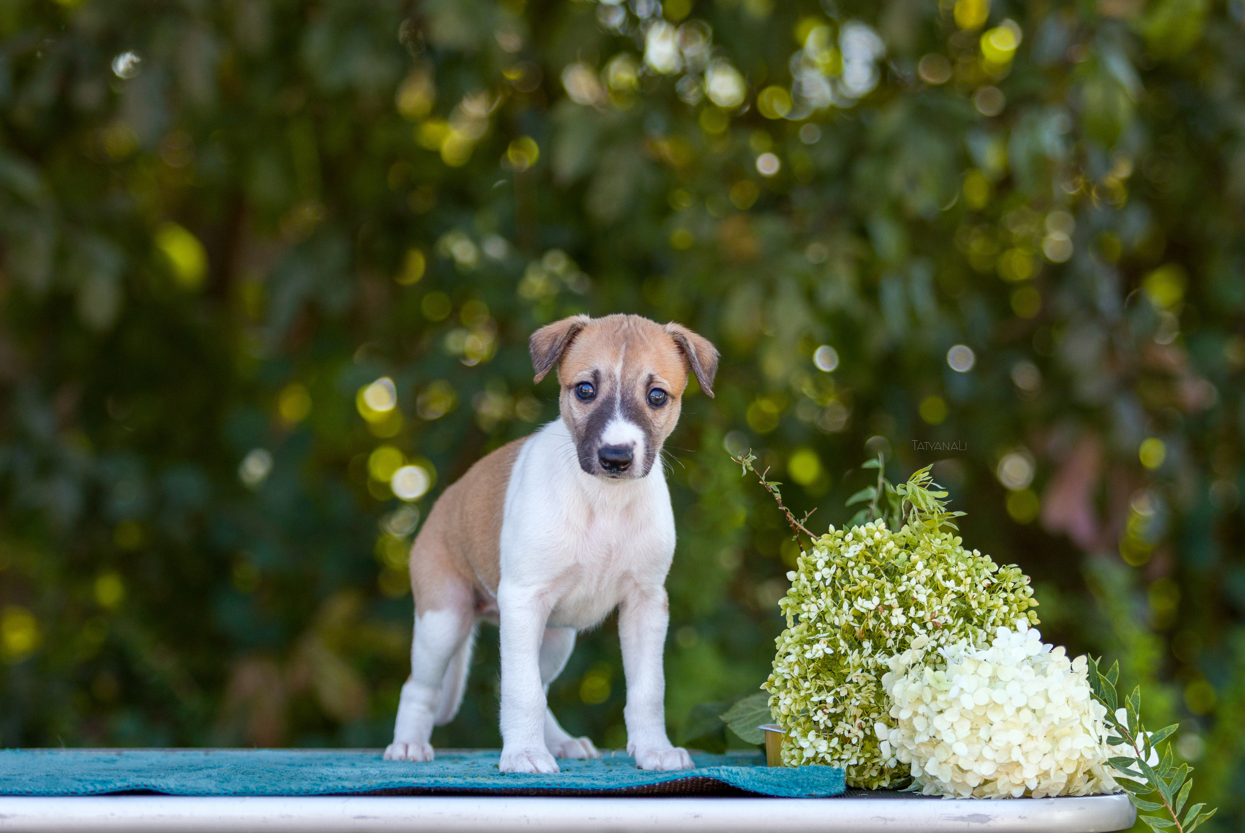Уиппет. Фотограф — анималист Татьяна Ли