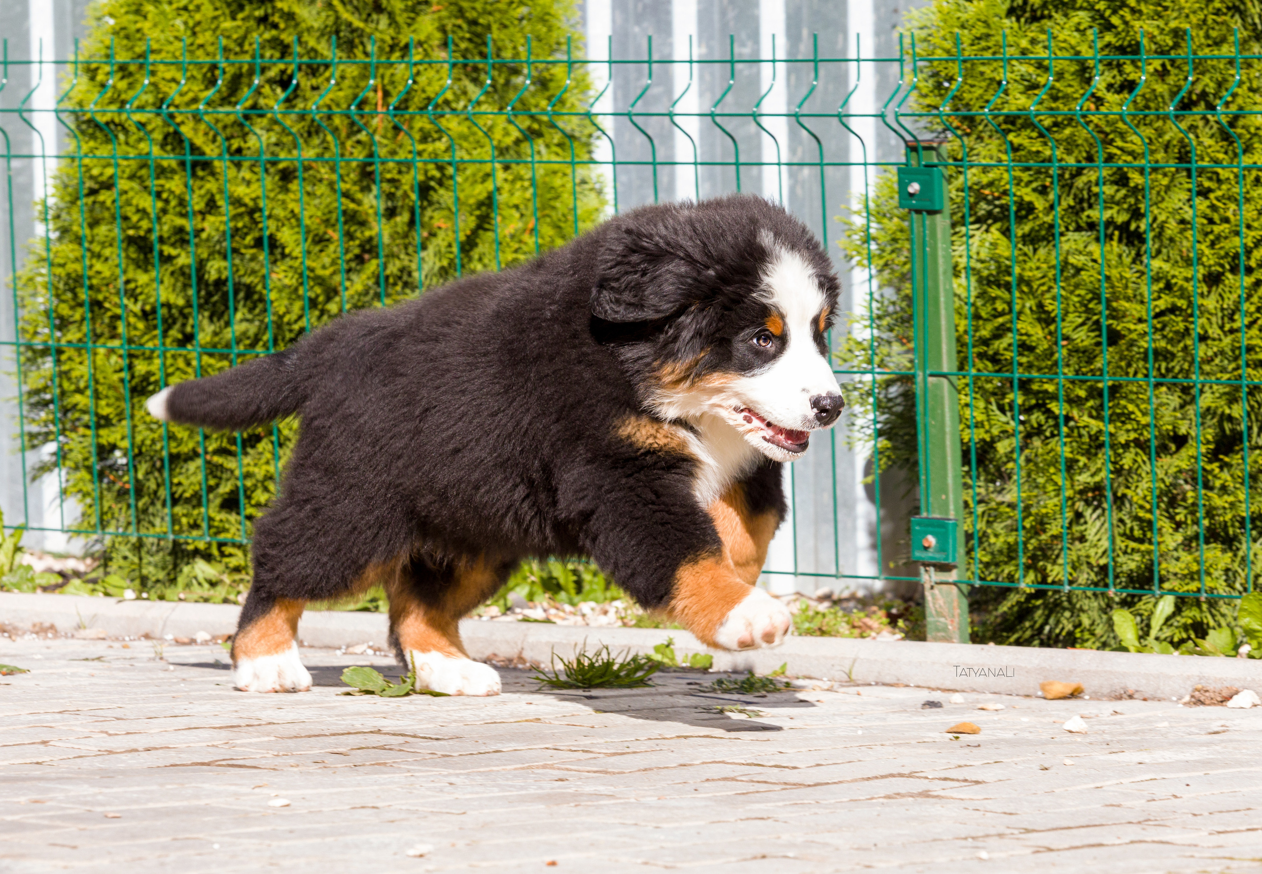 Ассорти. Фотограф — анималист Татьяна Ли