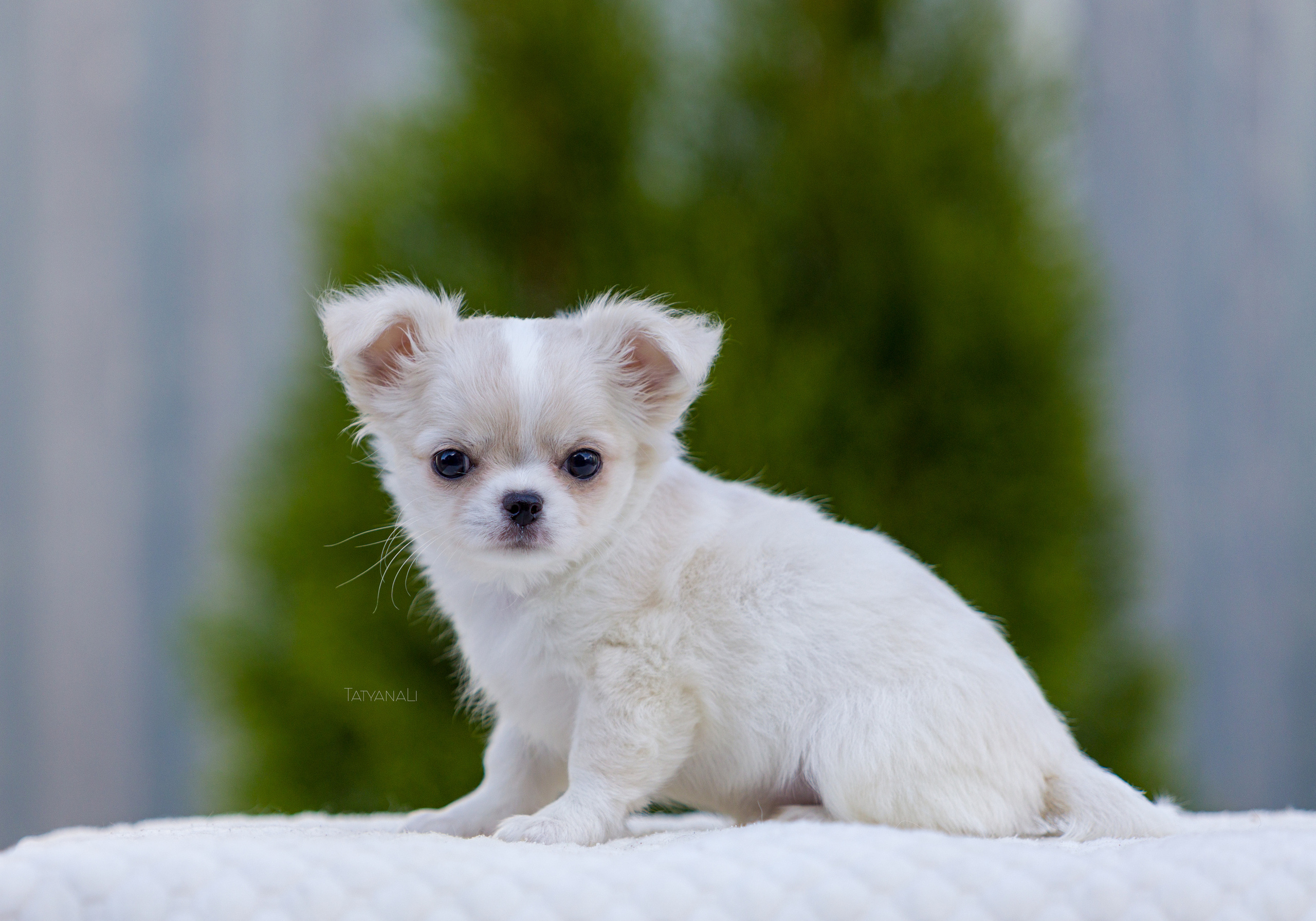 Чихуахуа дш. Фотограф — анималист Татьяна Ли