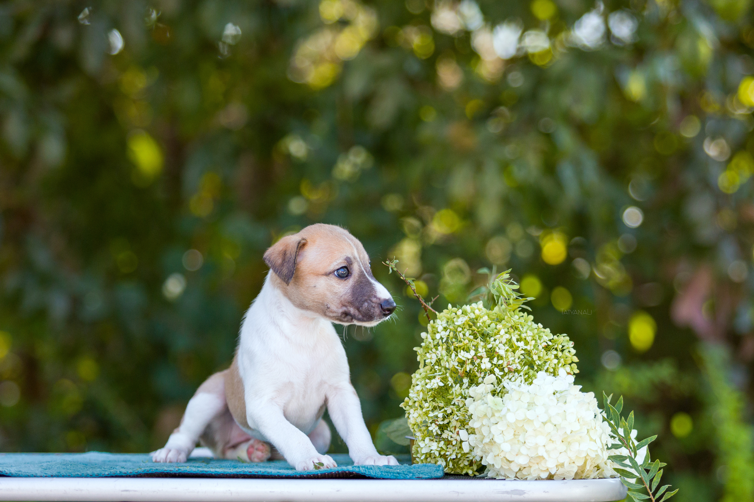 Уиппет. Фотограф — анималист Татьяна Ли