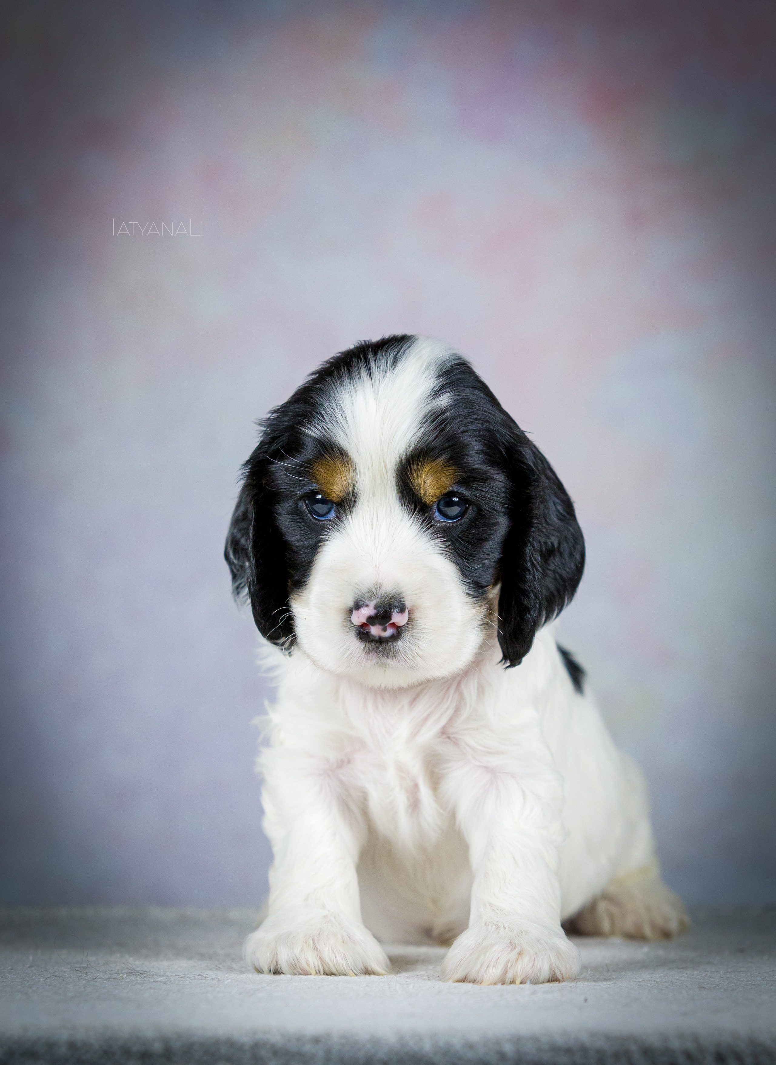 Английский кокер-спаниель. Фотограф — анималист Татьяна Ли