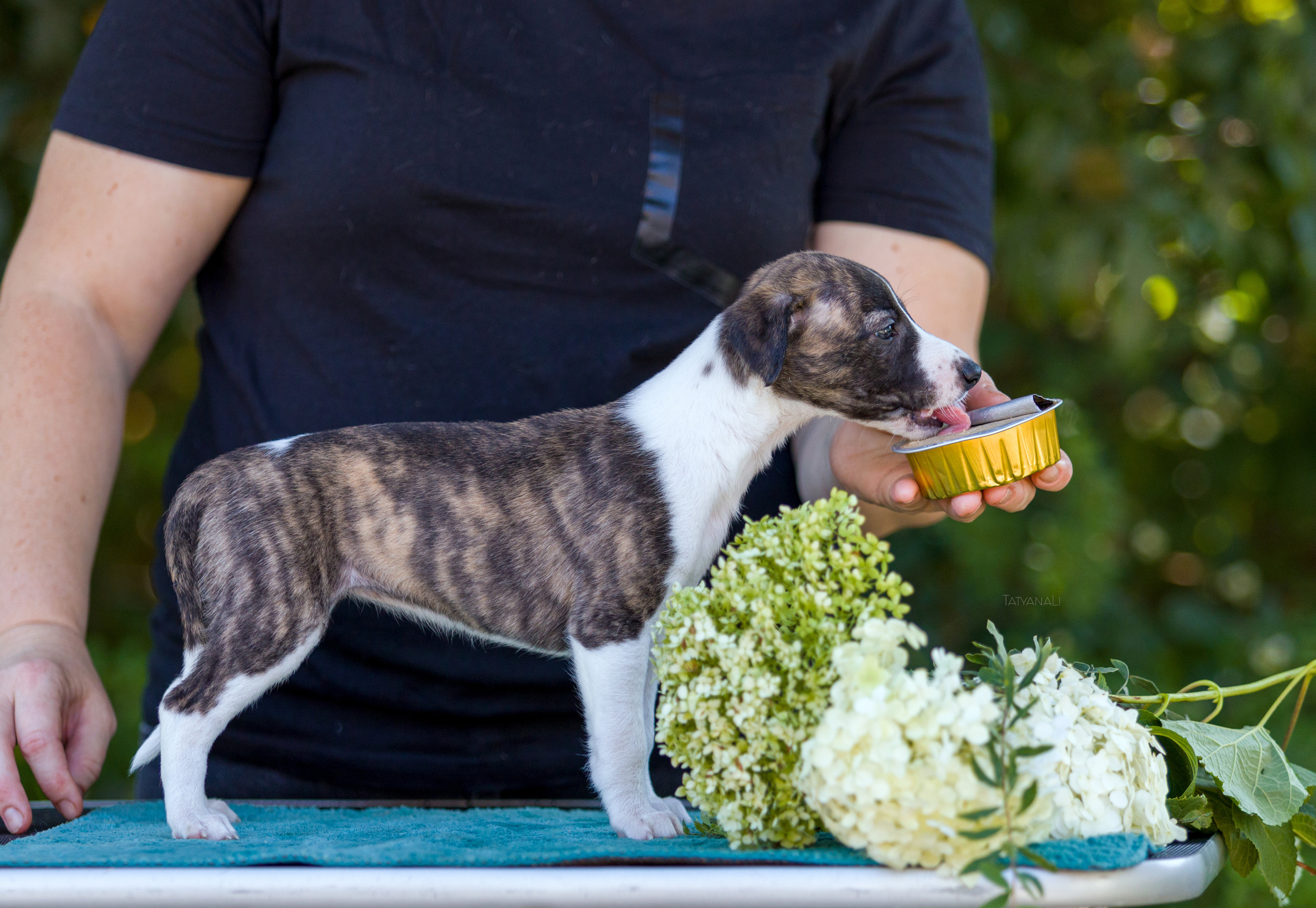 Уиппет. Фотограф — анималист Татьяна Ли