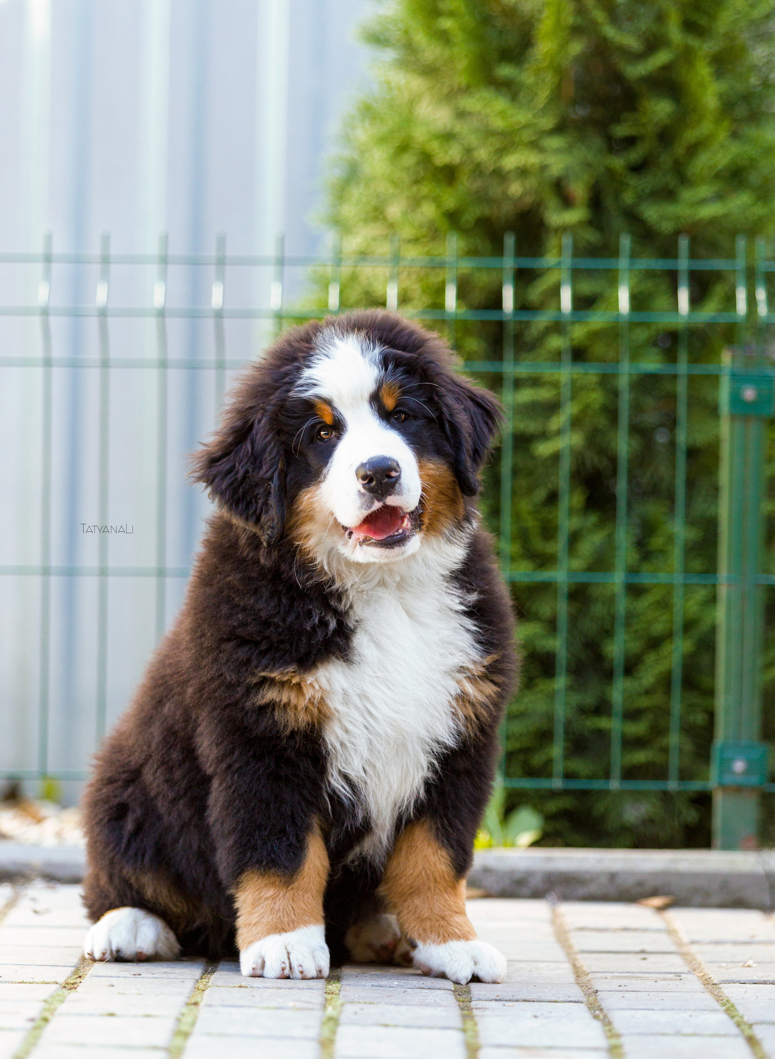 Ассорти. Фотограф — анималист Татьяна Ли