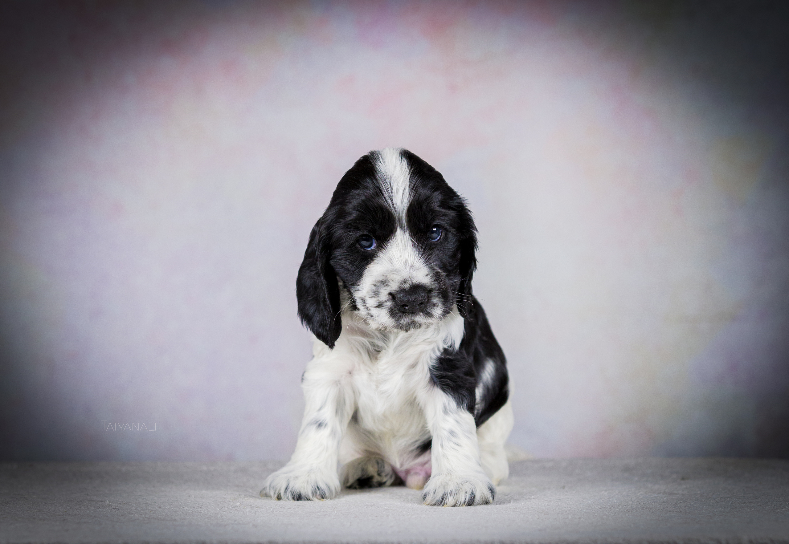 Английский кокер-спаниель. Фотограф — анималист Татьяна Ли