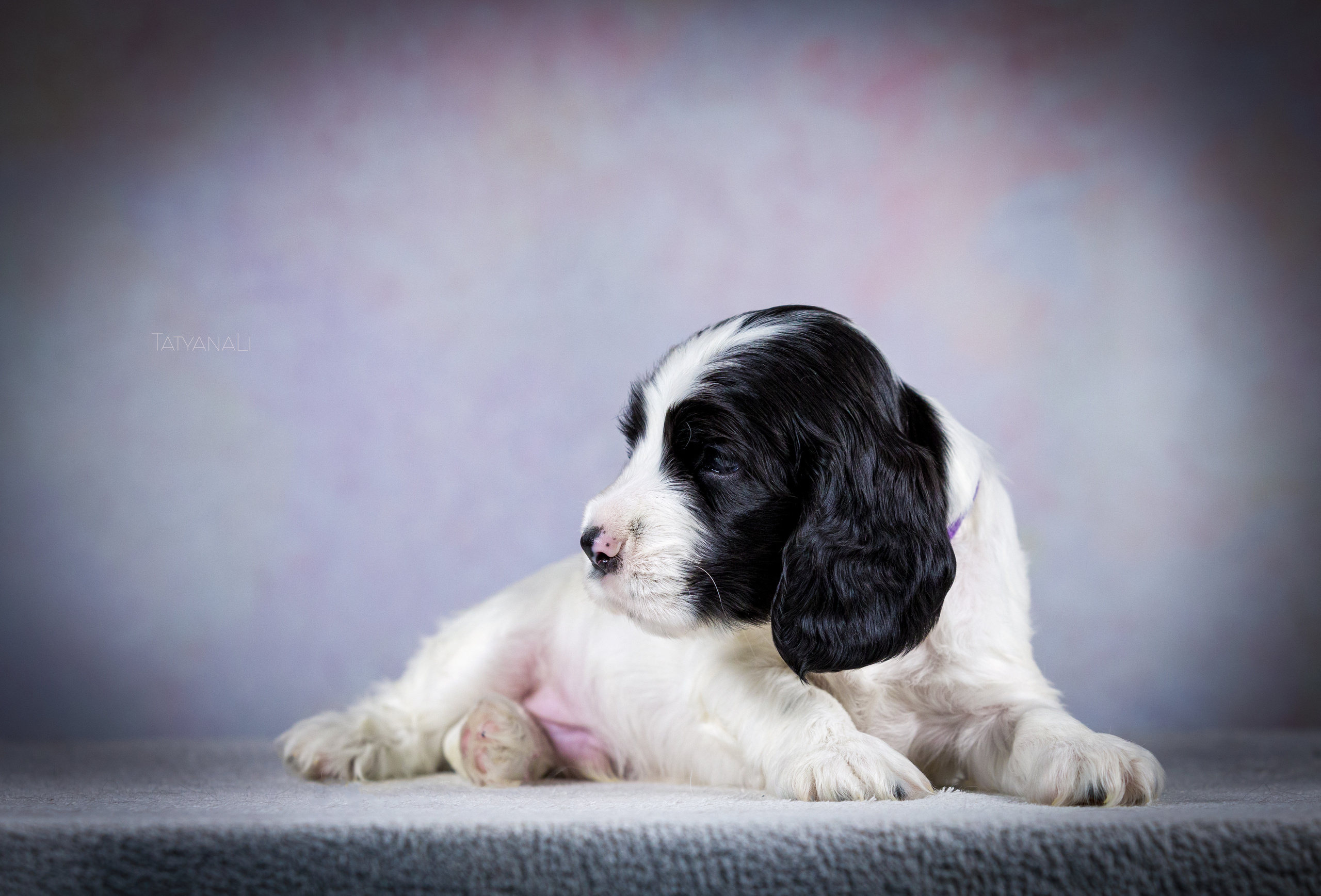 Английский кокер-спаниель. Фотограф — анималист Татьяна Ли