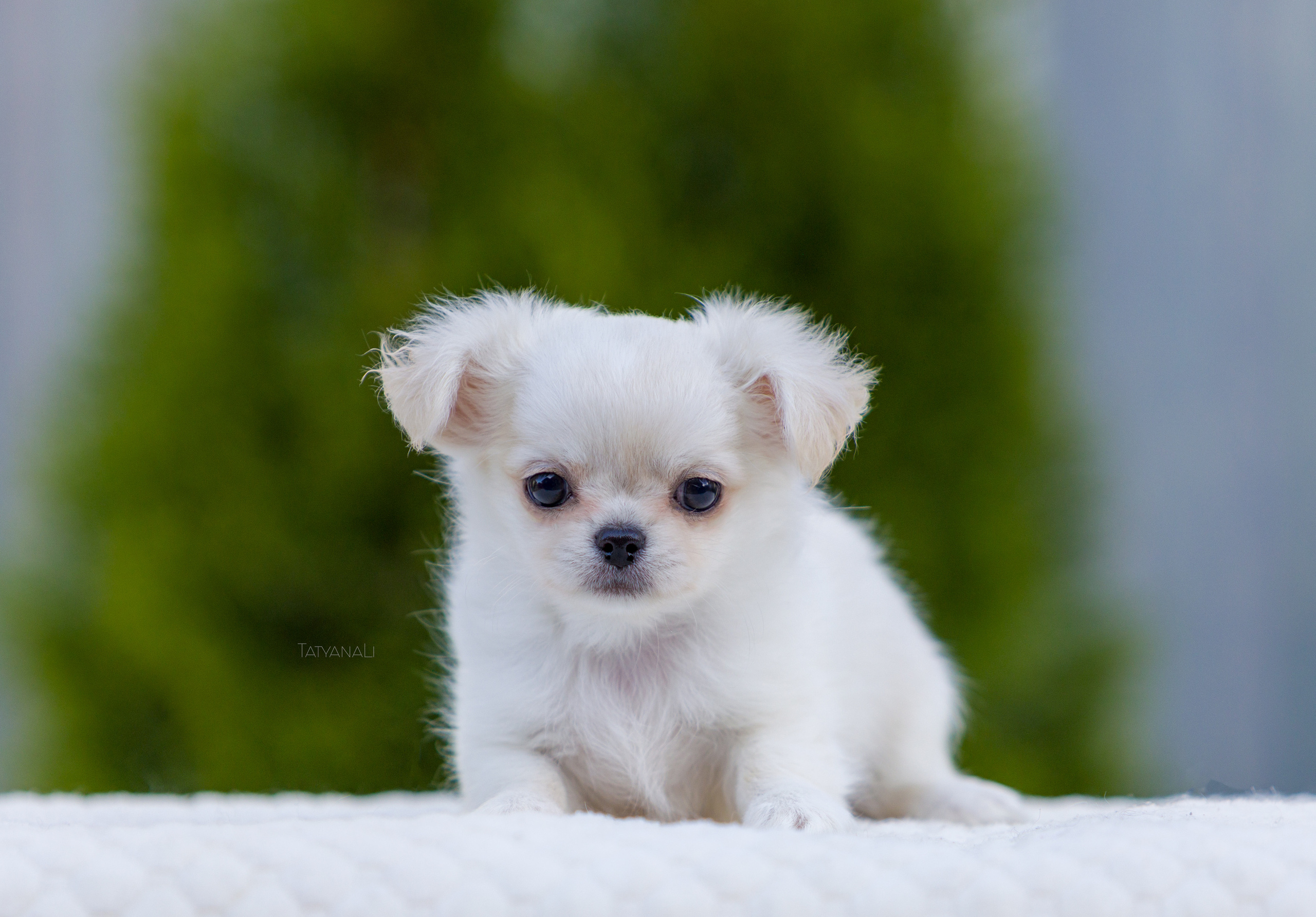 Чихуахуа дш. Фотограф — анималист Татьяна Ли