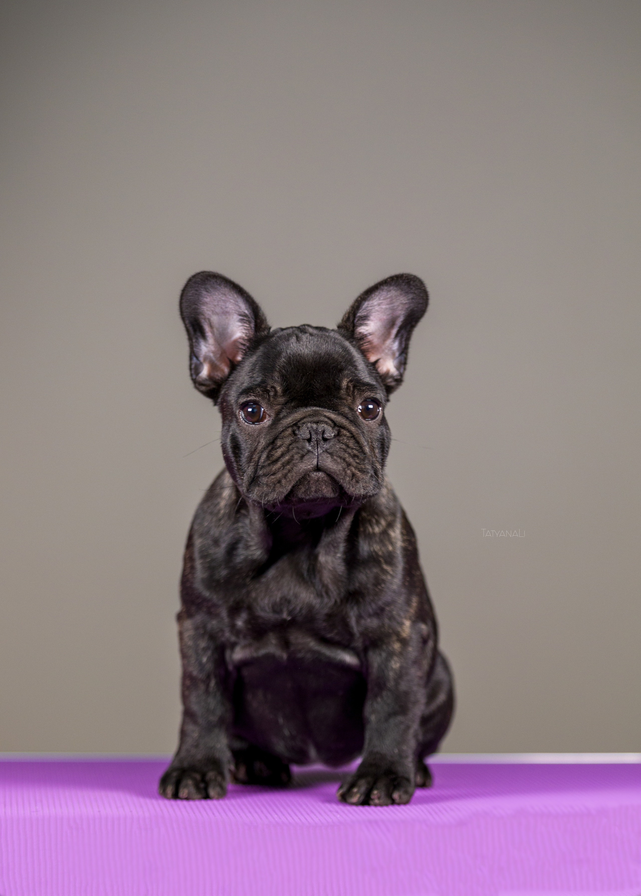 Французкий бульдог. Фотограф — анималист Татьяна Ли
