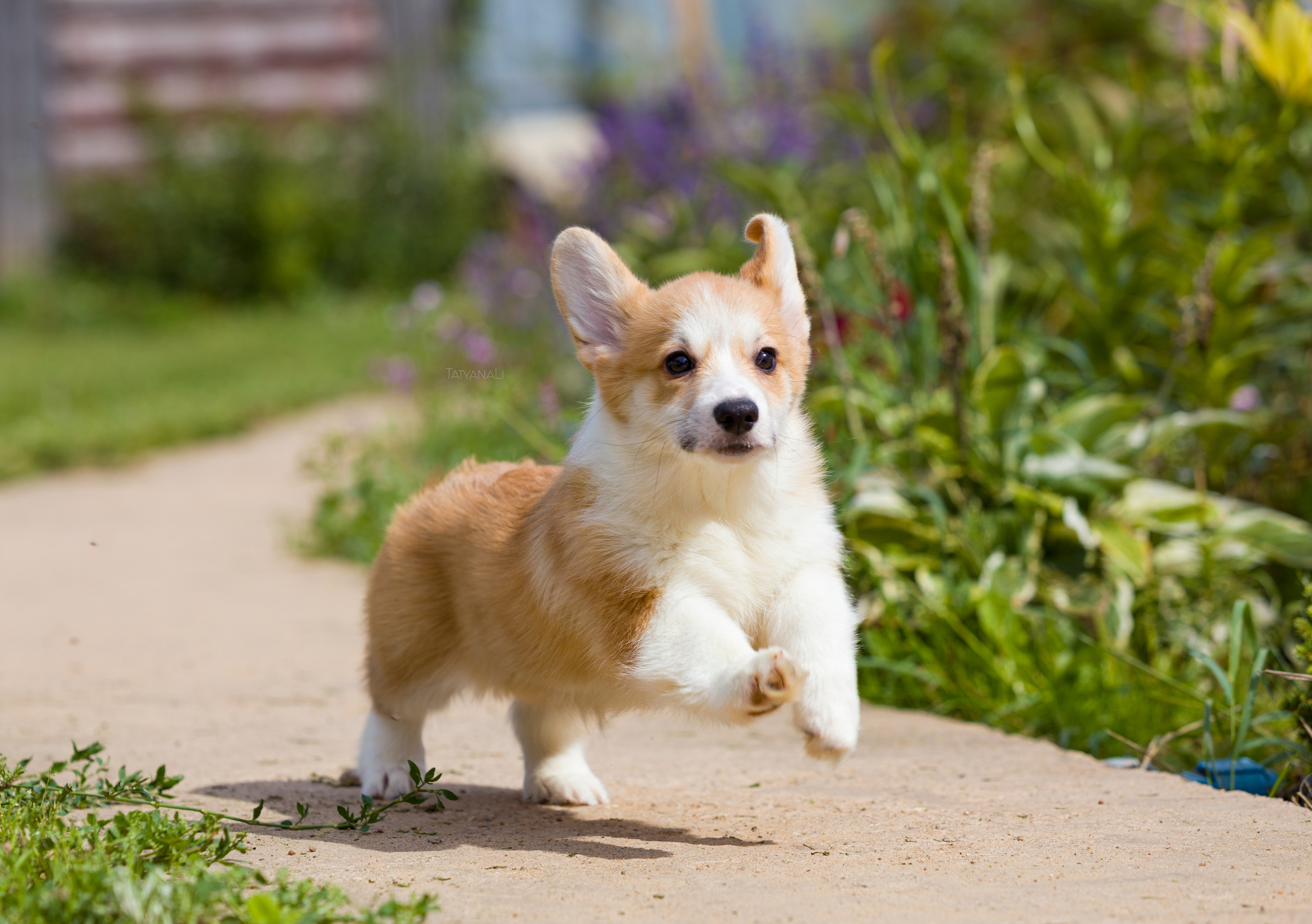 Вельш-корги пемброк. Фотограф — анималист Татьяна Ли