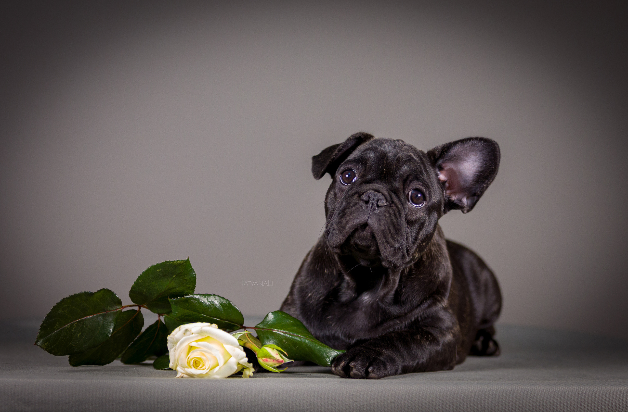 Французкий бульдог. Фотограф — анималист Татьяна Ли