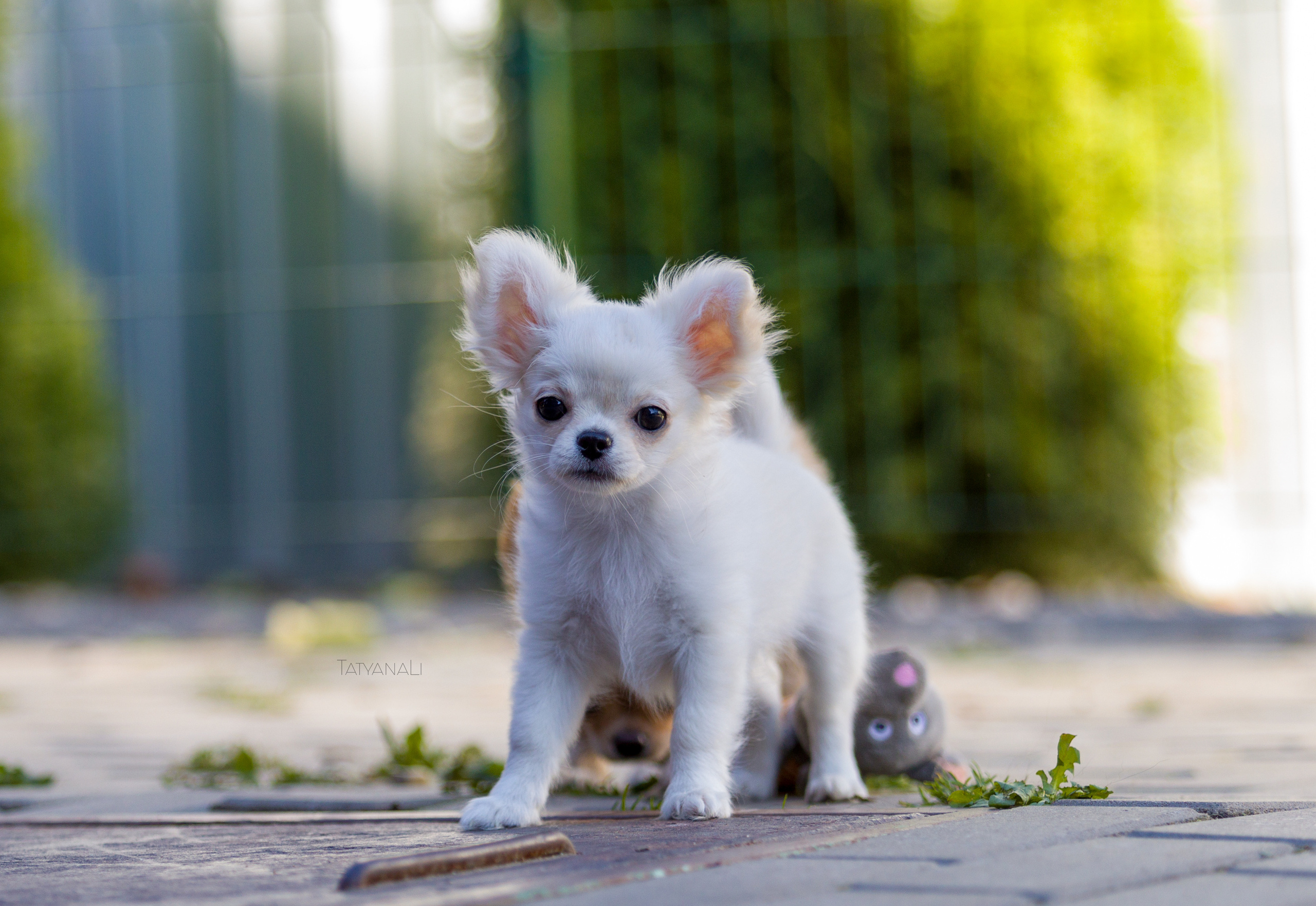 Ассорти. Фотограф — анималист Татьяна Ли
