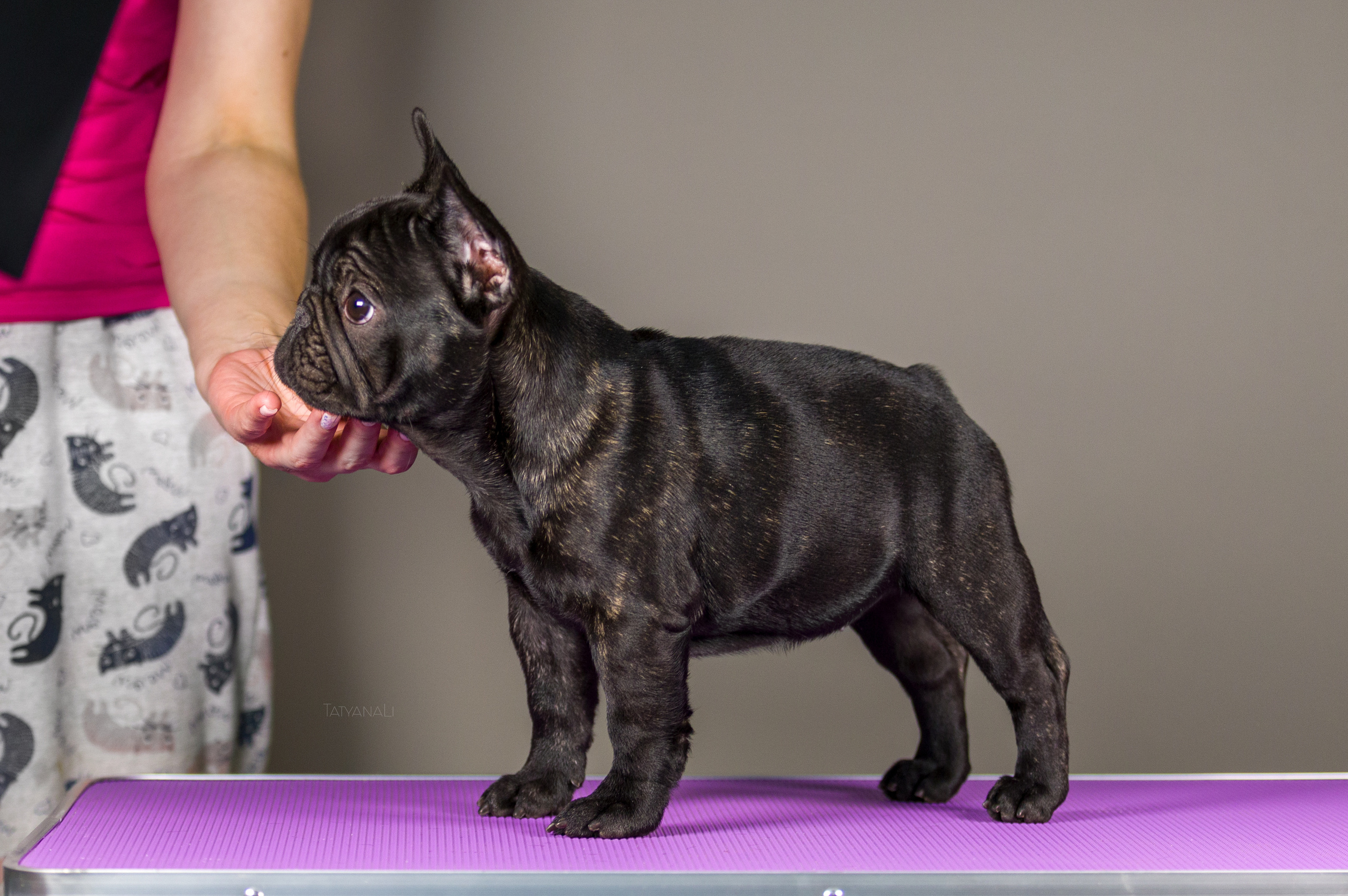 Французкий бульдог. Фотограф — анималист Татьяна Ли