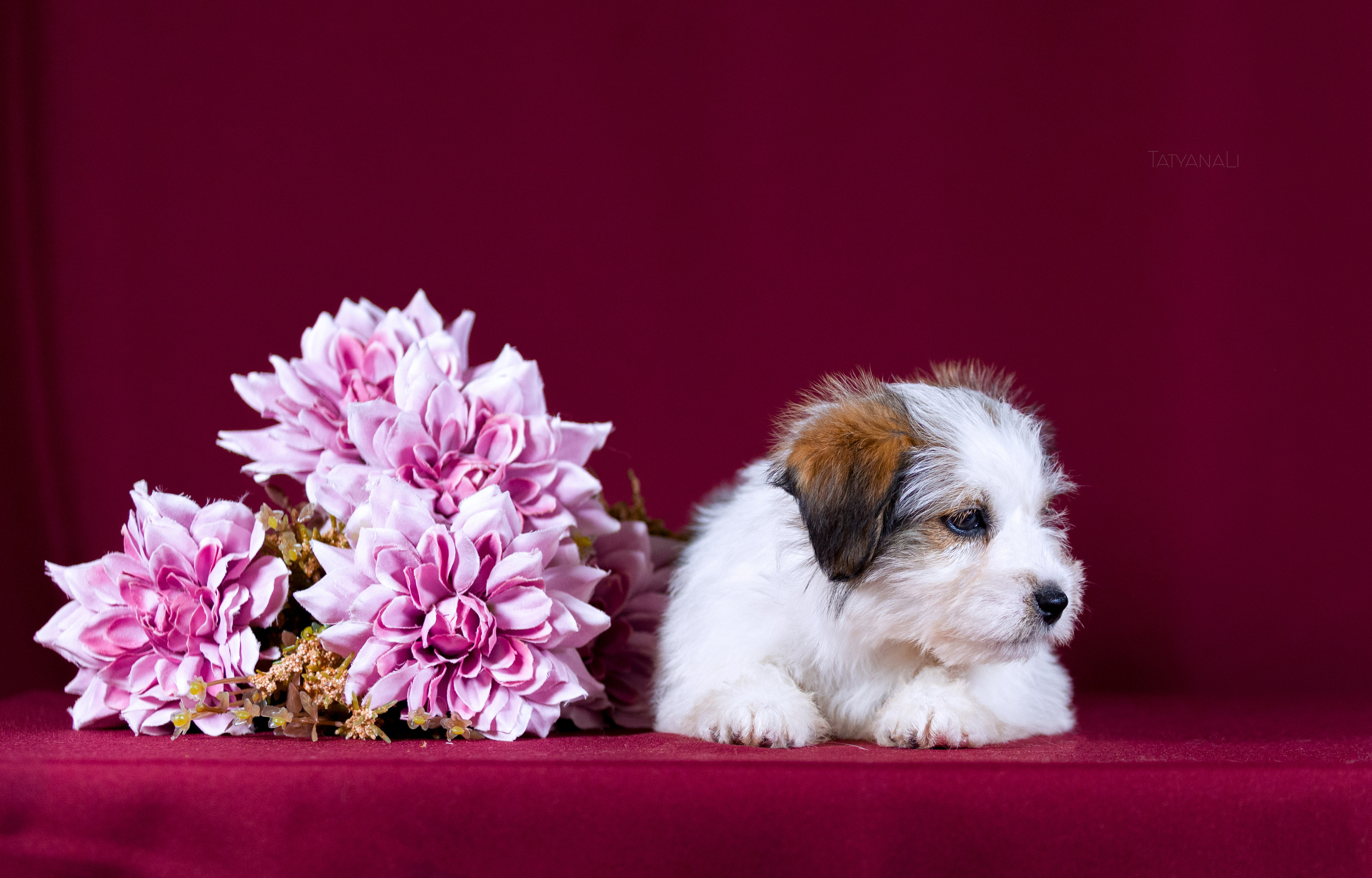 Джек-рассел-терьер. Фотограф — анималист Татьяна Ли