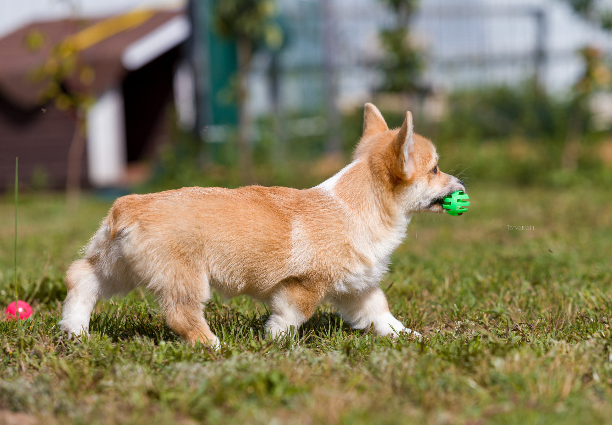 Вельш-корги пемброк. Фотограф — анималист Татьяна Ли